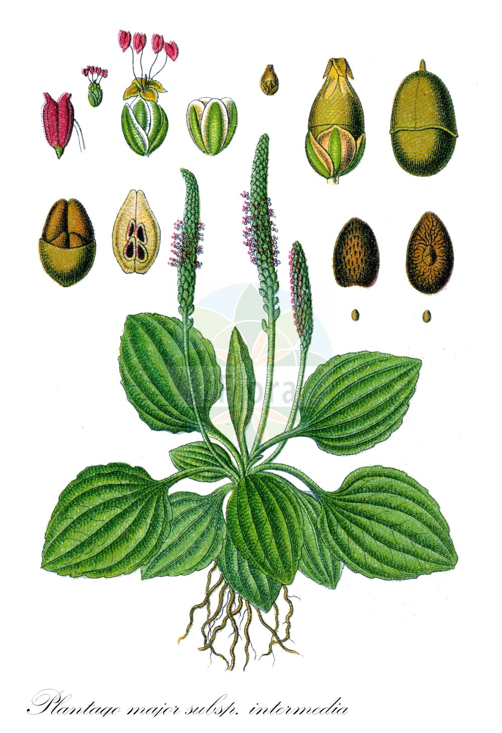 Historische Abbildung von Plantago major subsp. intermedia (Kleiner Wegerich - Many-Seeded Plantain). Das Bild zeigt Blatt, Bluete, Frucht und Same. ---- Historical Drawing of Plantago major subsp. intermedia (Kleiner Wegerich - Many-Seeded Plantain). The image is showing leaf, flower, fruit and seed.(Plantago major subsp. intermedia,Kleiner Wegerich,Many-Seeded Plantain,Plantago uliginosa subsp. leptostachya,Kleiner Wegerich,Many-Seeded Plantain,Plantago,Wegerich,Plantain,Plantaginaceae,Wegerichgewächse,Plantain family,Blatt,Bluete,Frucht,Same,leaf,flower,fruit,seed,Sturm (1796f))