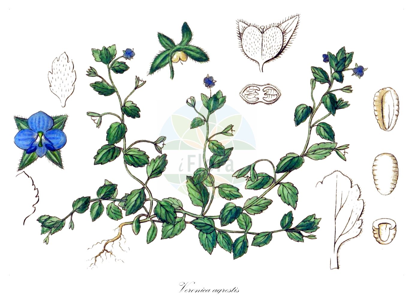 Historische Abbildung von Veronica agrestis (Acker-Ehrenpreis - Green Field-speedwell). Das Bild zeigt Blatt, Bluete, Frucht und Same. ---- Historical Drawing of Veronica agrestis (Acker-Ehrenpreis - Green Field-speedwell). The image is showing leaf, flower, fruit and seed.(Veronica agrestis,Acker-Ehrenpreis,Green Field-speedwell,Veronica agrestis,Veronica agrestis subsp. typica,Acker-Ehrenpreis,Green Field-speedwell,Field Speedwell,Procumbent Speedwell,Veronica,Ehrenpreis,Speedwell,Plantaginaceae,Wegerichgewächse,Plantain family,Blatt,Bluete,Frucht,Same,leaf,flower,fruit,seed,Sturm (1796f))