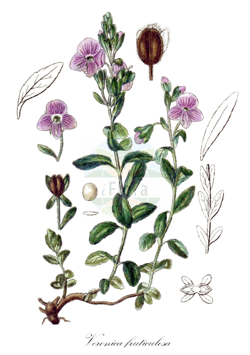 Historische Abbildung von Veronica fruticulosa (Halbstrauch-Ehrenpreis - Shrubby Speedwell). Das Bild zeigt Blatt, Bluete, Frucht und Same. ---- Historical Drawing of Veronica fruticulosa (Halbstrauch-Ehrenpreis - Shrubby Speedwell). The image is showing leaf, flower, fruit and seed.(Veronica fruticulosa,Halbstrauch-Ehrenpreis,Shrubby Speedwell,Veronica fruticulosa,Veronica fruticulosa L. subsp.,Halbstrauch-Ehrenpreis,Shrubby Speedwell,Veronica,Ehrenpreis,Speedwell,Plantaginaceae,Wegerichgewächse,Plantain family,Blatt,Bluete,Frucht,Same,leaf,flower,fruit,seed,Sturm (1796f))