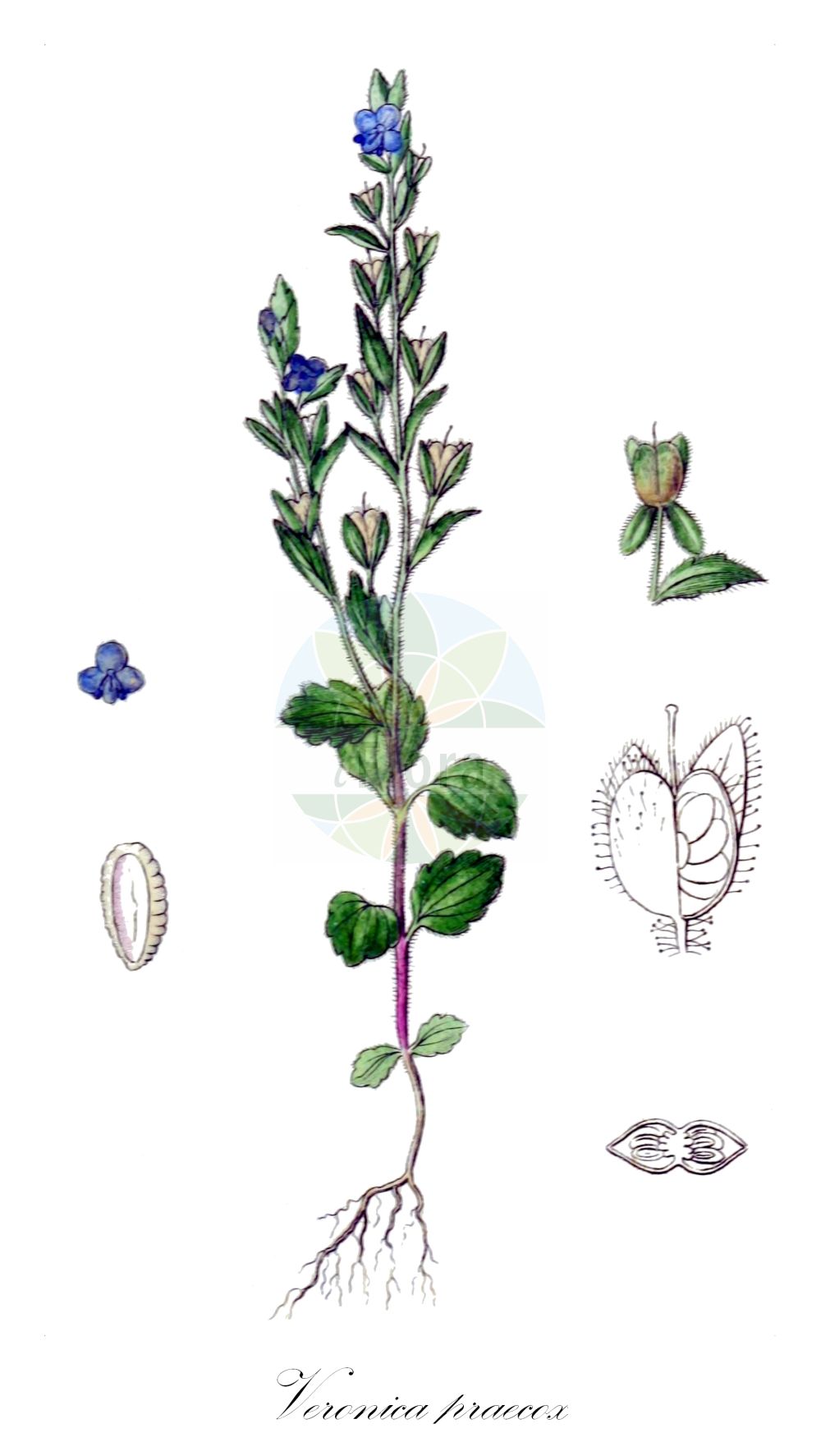 Historische Abbildung von Veronica praecox (Früher Ehrenpreis - Breckland Speedwell). Das Bild zeigt Blatt, Bluete, Frucht und Same. ---- Historical Drawing of Veronica praecox (Früher Ehrenpreis - Breckland Speedwell). The image is showing leaf, flower, fruit and seed.(Veronica praecox,Früher Ehrenpreis,Breckland Speedwell,Veronica praecox,Frueher Ehrenpreis,Breckland Speedwell,Veronica,Ehrenpreis,Speedwell,Plantaginaceae,Wegerichgewächse,Plantain family,Blatt,Bluete,Frucht,Same,leaf,flower,fruit,seed,Sturm (1796f))