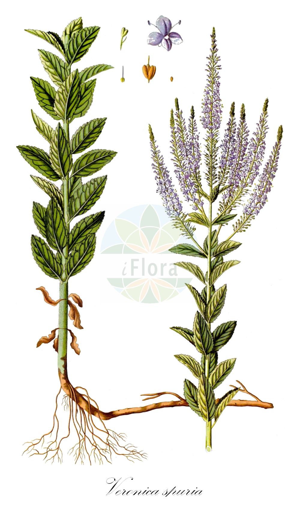 Historische Abbildung von Veronica spuria (Rispiger Ehrenpreis - Bastard Speedwell). Das Bild zeigt Blatt, Bluete, Frucht und Same. ---- Historical Drawing of Veronica spuria (Rispiger Ehrenpreis - Bastard Speedwell). The image is showing leaf, flower, fruit and seed.(Veronica spuria,Rispiger Ehrenpreis,Bastard Speedwell,Pseudolysimachion paniculatum,Pseudolysimachion spurium,Veronica croatica,Veronica foliosa,Veronica paniculata,Veronica spuria,Rispiger Ehrenpreis,Rispen-Ehrenpreis,Bastard Speedwell,Veronica,Ehrenpreis,Speedwell,Plantaginaceae,Wegerichgewächse,Plantain family,Blatt,Bluete,Frucht,Same,leaf,flower,fruit,seed,Waldstein-Wartenberg & Kitaibel (1799-1812))