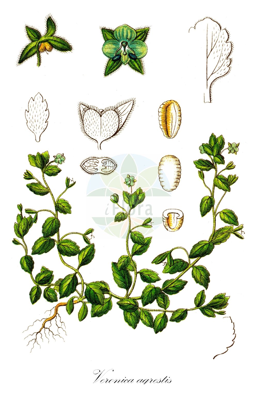 Historische Abbildung von Veronica agrestis (Acker-Ehrenpreis - Green Field-speedwell). Das Bild zeigt Blatt, Bluete, Frucht und Same. ---- Historical Drawing of Veronica agrestis (Acker-Ehrenpreis - Green Field-speedwell). The image is showing leaf, flower, fruit and seed.(Veronica agrestis,Acker-Ehrenpreis,Green Field-speedwell,Veronica agrestis,Veronica agrestis subsp. typica,Acker-Ehrenpreis,Green Field-speedwell,Field Speedwell,Procumbent Speedwell,Veronica,Ehrenpreis,Speedwell,Plantaginaceae,Wegerichgewächse,Plantain family,Blatt,Bluete,Frucht,Same,leaf,flower,fruit,seed,Sturm (1796f))