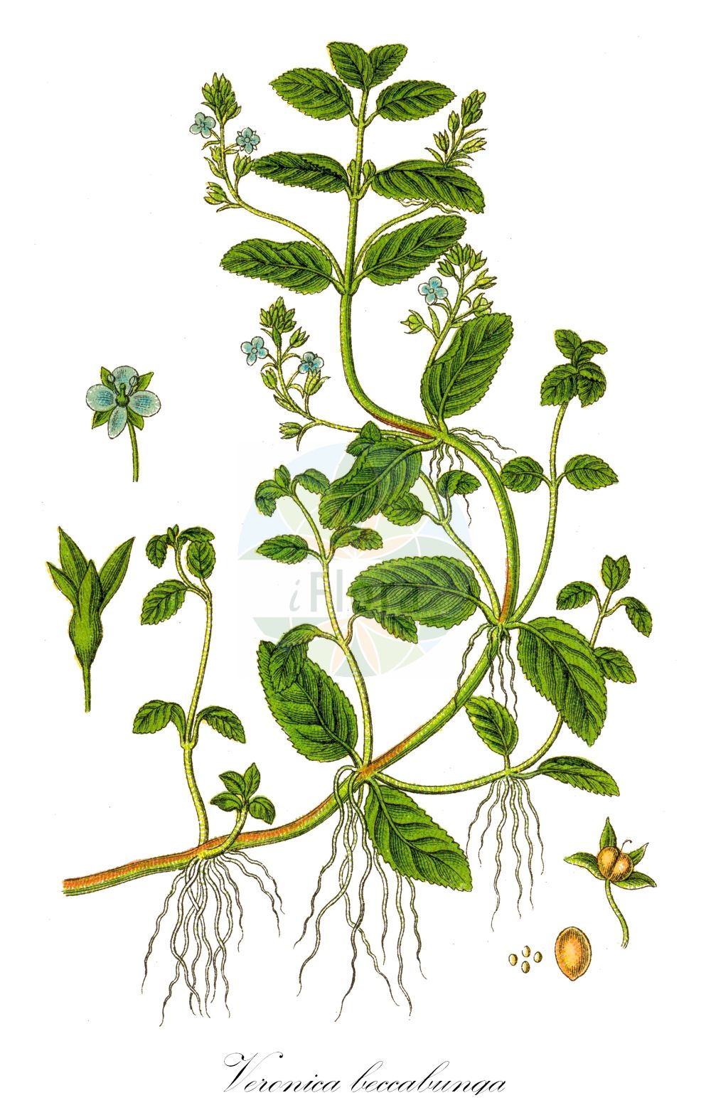 Historische Abbildung von Veronica beccabunga (Bachbungen-Ehrenpreis - Brooklime). Das Bild zeigt Blatt, Bluete, Frucht und Same. ---- Historical Drawing of Veronica beccabunga (Bachbungen-Ehrenpreis - Brooklime). The image is showing leaf, flower, fruit and seed.(Veronica beccabunga,Bachbungen-Ehrenpreis,Brooklime,Veronica beccabunga,Bachbungen-Ehrenpreis,Bach-Ehrenpreis,Brooklime,European Speedwell,Cow Cress,Veronica,Ehrenpreis,Speedwell,Plantaginaceae,Wegerichgewächse,Plantain family,Blatt,Bluete,Frucht,Same,leaf,flower,fruit,seed,Sturm (1796f))