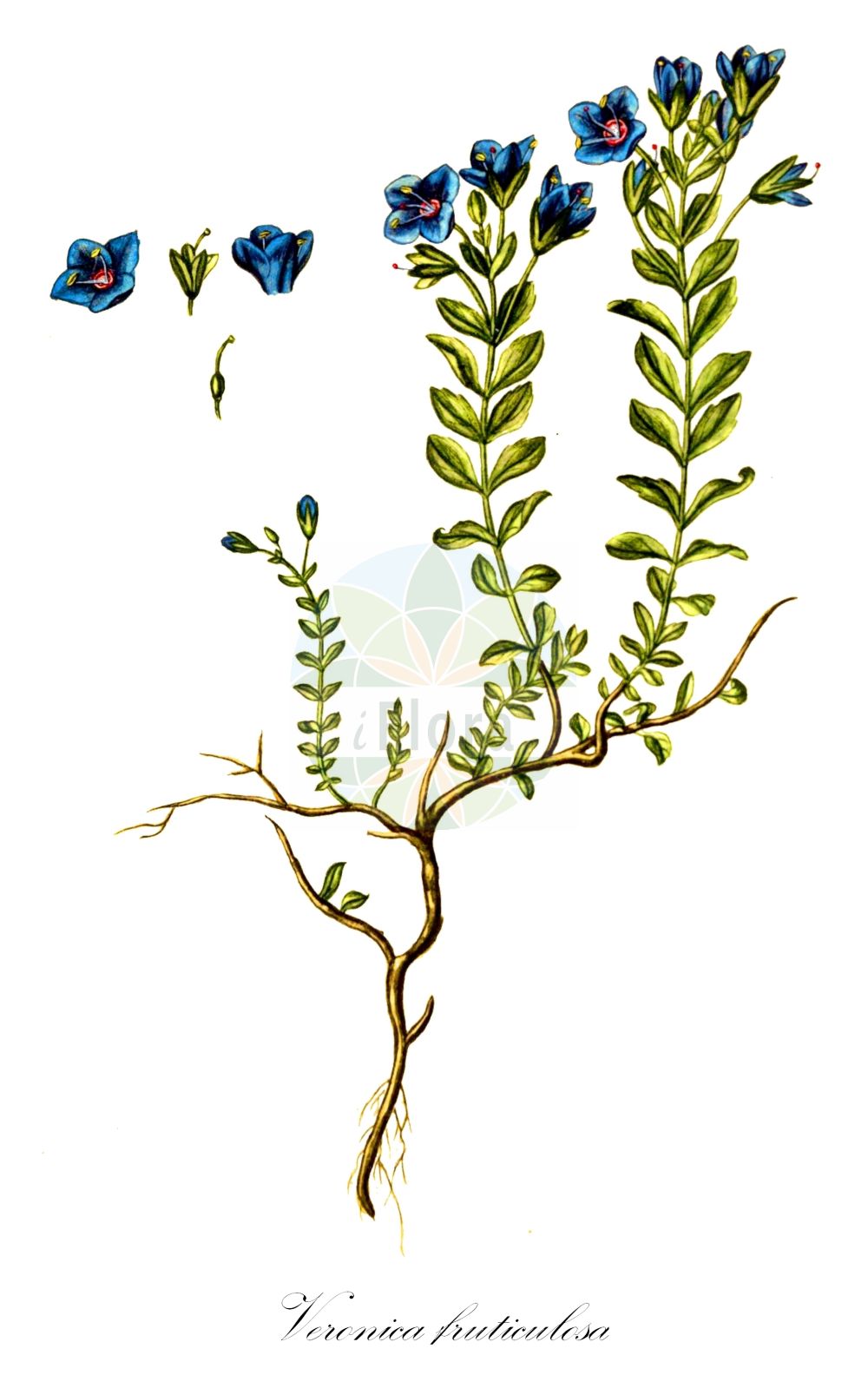 Historische Abbildung von Veronica fruticulosa (Halbstrauch-Ehrenpreis - Shrubby Speedwell). Das Bild zeigt Blatt, Bluete, Frucht und Same. ---- Historical Drawing of Veronica fruticulosa (Halbstrauch-Ehrenpreis - Shrubby Speedwell). The image is showing leaf, flower, fruit and seed.(Veronica fruticulosa,Halbstrauch-Ehrenpreis,Shrubby Speedwell,Veronica fruticulosa,Veronica fruticulosa L. subsp.,Halbstrauch-Ehrenpreis,Shrubby Speedwell,Veronica,Ehrenpreis,Speedwell,Plantaginaceae,Wegerichgewächse,Plantain family,Blatt,Bluete,Frucht,Same,leaf,flower,fruit,seed,Oeder (1761-1883))