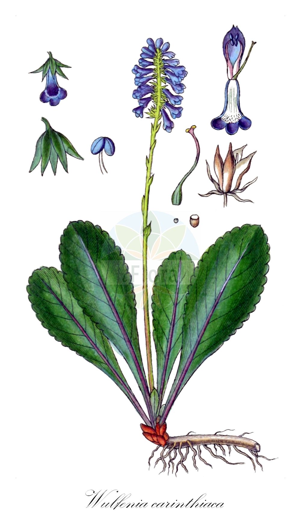 Historische Abbildung von Wulfenia carinthiaca. Das Bild zeigt Blatt, Bluete, Frucht und Same. ---- Historical Drawing of Wulfenia carinthiaca. The image is showing leaf, flower, fruit and seed.(Wulfenia carinthiaca,Wulfenia carinthiaca,Wulfenia,Plantaginaceae,Wegerichgewächse,Plantain family,Blatt,Bluete,Frucht,Same,leaf,flower,fruit,seed,Sturm (1796f))