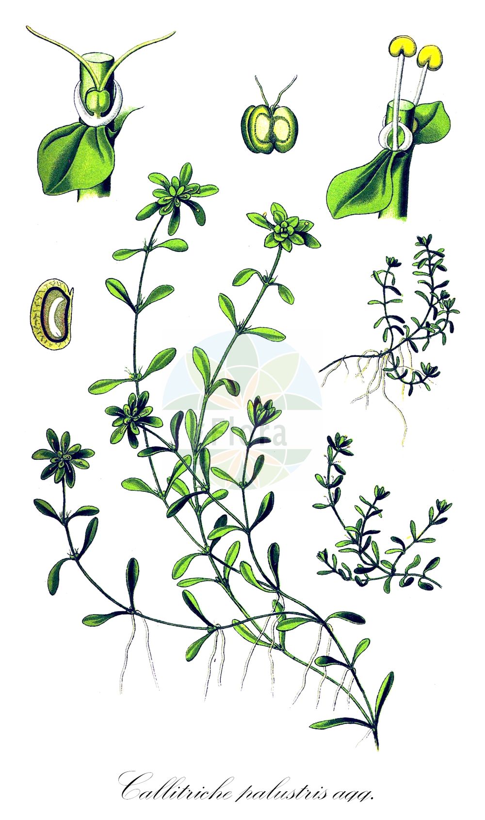 Historische Abbildung von Callitriche palustris agg. (Sumpf-Wasserstern - Narrow-fruited Water-starwort). Das Bild zeigt Blatt, Bluete, Frucht und Same. ---- Historical Drawing of Callitriche palustris agg. (Sumpf-Wasserstern - Narrow-fruited Water-starwort). The image is showing leaf, flower, fruit and seed.(Callitriche palustris agg.,Sumpf-Wasserstern,Narrow-fruited Water-starwort,Sumpf-Wasserstern,Sumpf-Wasserstern,Narrow-fruited Water-starwort,Vernal Water Starwort,Water Starwort,Callitriche,Wasserstern,Water-Starwort,Plantaginaceae,Wegerichgewächse,Plantain family,Blatt,Bluete,Frucht,Same,leaf,flower,fruit,seed,Thomé (1885))