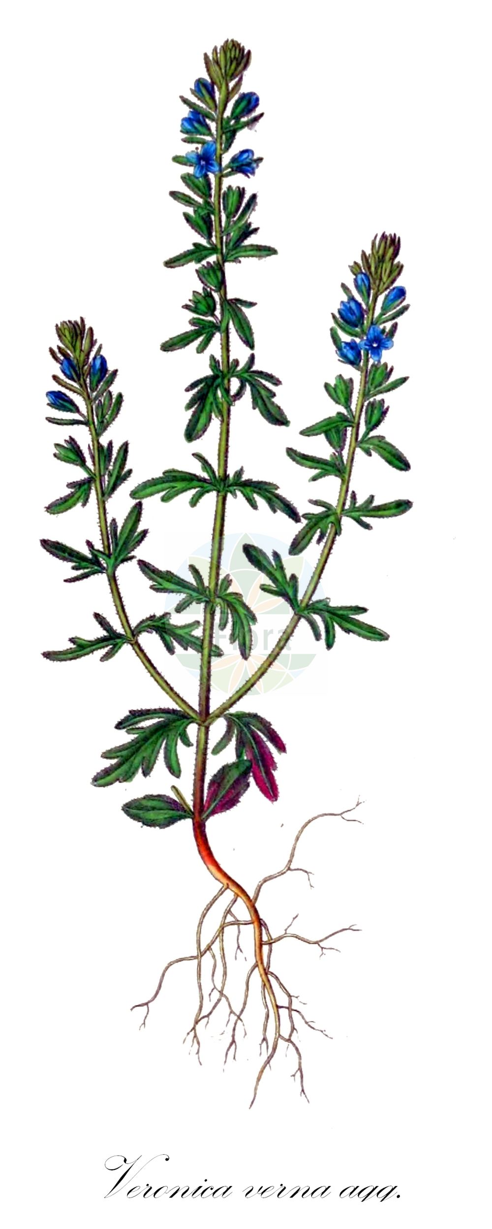 Historische Abbildung von Veronica verna agg. (Frühlings-Ehrenpreis - Spring Speedwell). Das Bild zeigt Blatt, Bluete, Frucht und Same. ---- Historical Drawing of Veronica verna agg. (Frühlings-Ehrenpreis - Spring Speedwell). The image is showing leaf, flower, fruit and seed.(Veronica verna agg.,Frühlings-Ehrenpreis,Spring Speedwell,Fruehlings-Ehrenpreis,Fruehlings-Ehrenpreis,Spring Speedwell,Veronica,Ehrenpreis,Speedwell,Plantaginaceae,Wegerichgewächse,Plantain family,Blatt,Bluete,Frucht,Same,leaf,flower,fruit,seed,Dietrich (1833-1844))