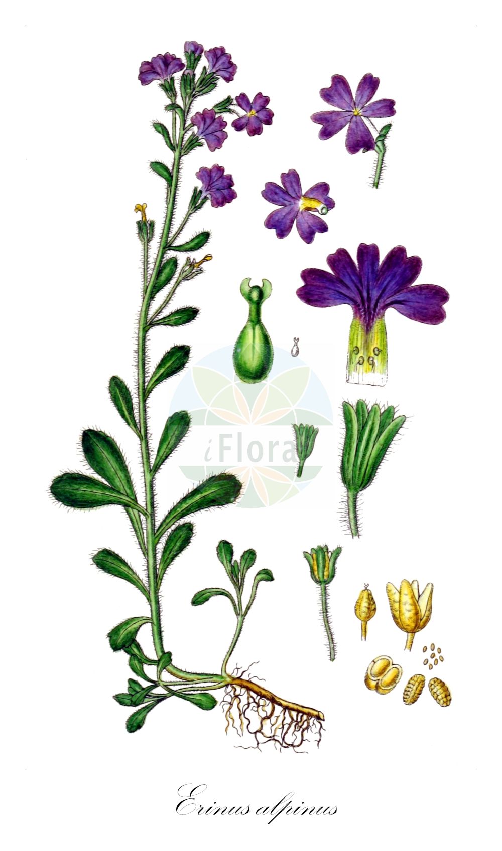 Historische Abbildung von Erinus alpinus (Fairy Foxglove). ---- Historical Drawing of Erinus alpinus (Fairy Foxglove).(Erinus alpinus,Fairy Foxglove,Erinus alpinus,Erinus,Plantaginaceae,Wegerichgewächse,Plantain family,Sturm (1796f))