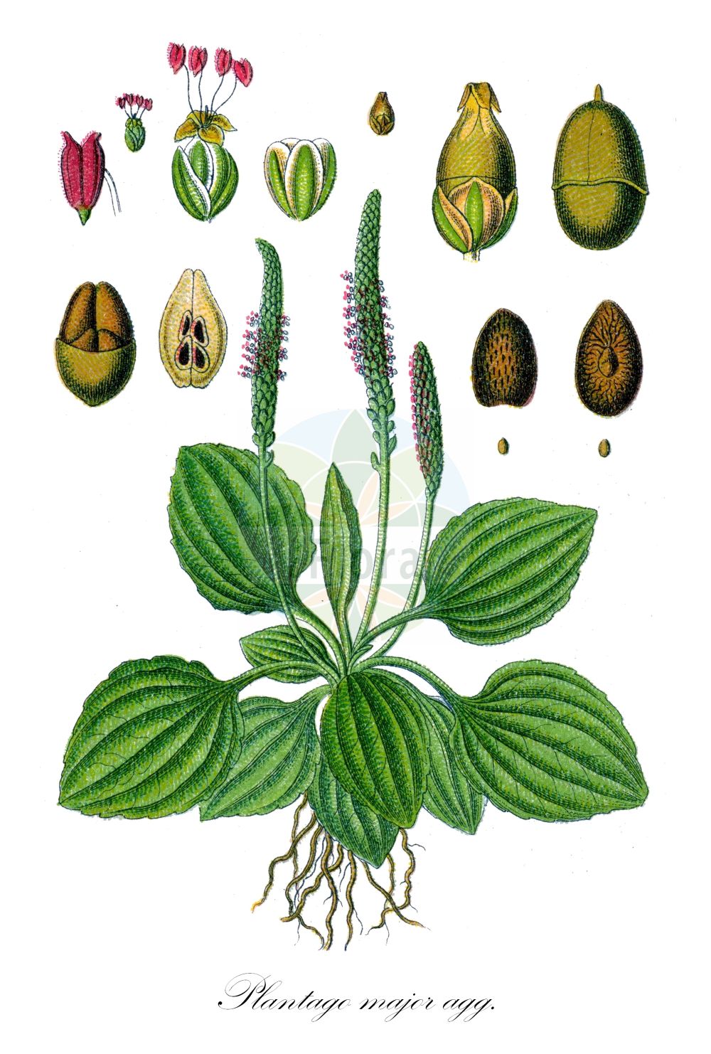 Historische Abbildung von Plantago major agg. (Breit-Wegerich - Broadleaf). ---- Historical Drawing of Plantago major agg. (Breit-Wegerich - Broadleaf).(Plantago major agg.,Breit-Wegerich,Broadleaf,Breit-Wegerich,Kleiner Wegerich,Broadleaf,Cart Track Plant,Common Plantain,Dooryard Plantain,Healing Blade,Hen Plant,Lamb's Foot,Ribwort,Roadweed,Roundleaf Plantain,Waybread,Wayside Plantain,White Man's Foot,Broadleaf Plantain,Greater Plantain,Large Plantain,Rat's-tail Plantain,Ripple-seed,Plantago,Wegerich,Plantain,Plantaginaceae,Wegerichgewächse,Plantain family,Sturm (1796f))