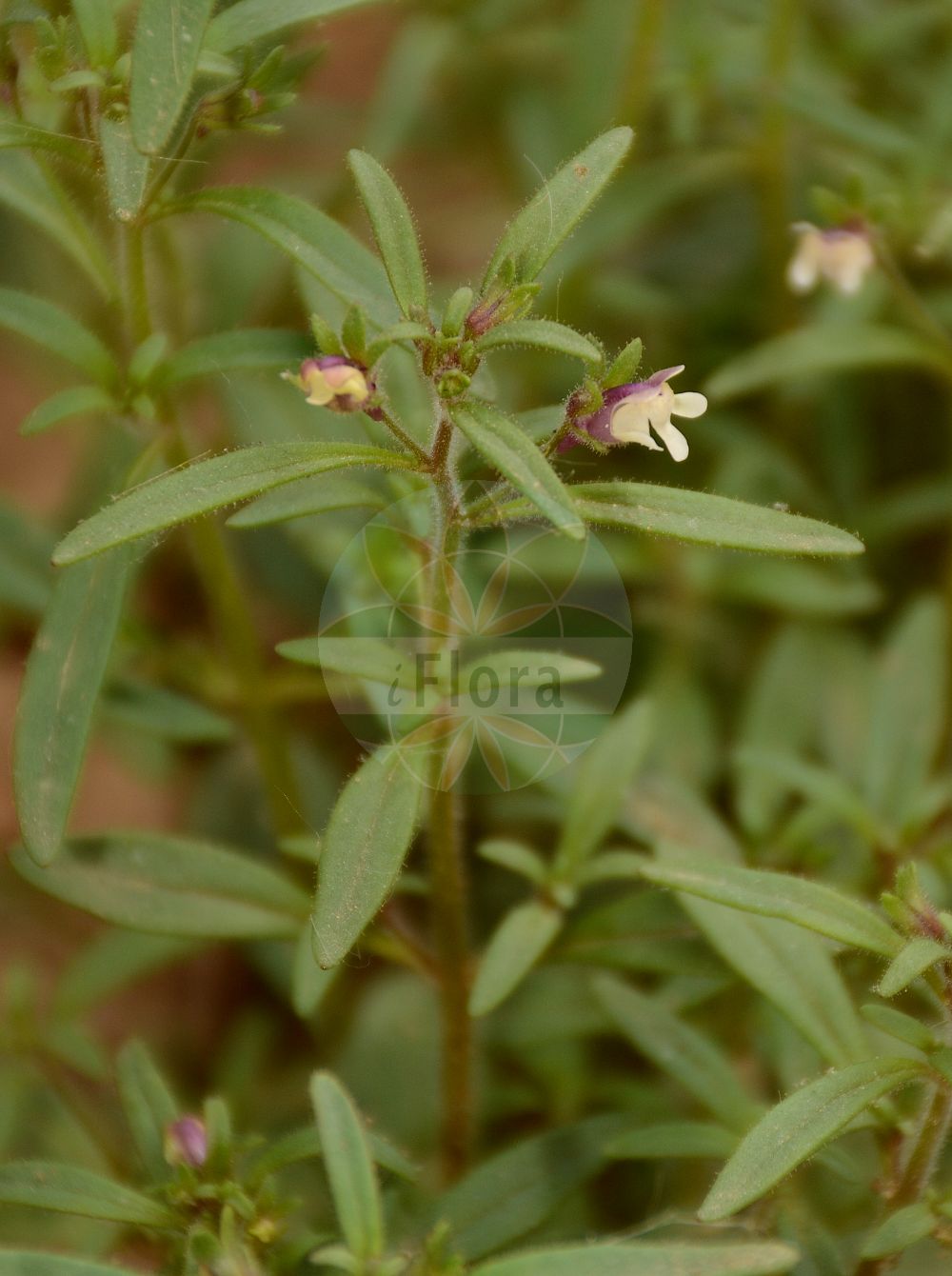 Foto von Microrrhinum minus (Kleines Leinkraut - Small Toadflax). Das Foto wurde in Jardin des Plantes, Paris, Frankreich aufgenommen. ---- Photo of Microrrhinum minus (Kleines Leinkraut - Small Toadflax). The picture was taken in Jardin des Plantes, Paris, France.(Microrrhinum minus,Kleines Leinkraut,Small Toadflax,Antirrhinum minus,Chaenorhinum minus,Linaria minor,Microrrhinum minus,Kleines Leinkraut,Gewoehnlicher Klaffmund,Kleiner Orant,Strand-Klaffmund,Small Toadflax,Dwarf Snapdragon,Microrrhinum,Plantaginaceae,Wegerichgewächse,Plantain family)