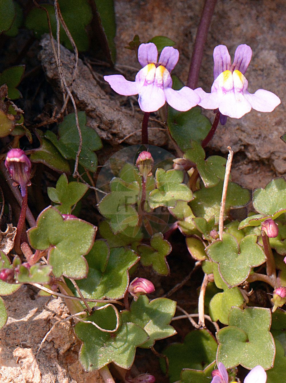 Foto von Cymbalaria muralis (Mauer-Zymbelkraut - Ivy-leaved Toadflax). ---- Photo of Cymbalaria muralis (Mauer-Zymbelkraut - Ivy-leaved Toadflax).(Cymbalaria muralis,Mauer-Zymbelkraut,Ivy-leaved Toadflax,Cymbalaria muralis,Linaria cymbalaria,Linaria cymbalaria (L.) Mill.,Mauer-Zymbelkraut,Ivy-leaved Toadflax,Kenilworth Ivy,Cymbalaria,Zymbelkraut,Toadflax,Plantaginaceae,Wegerichgewächse,Plantain family)