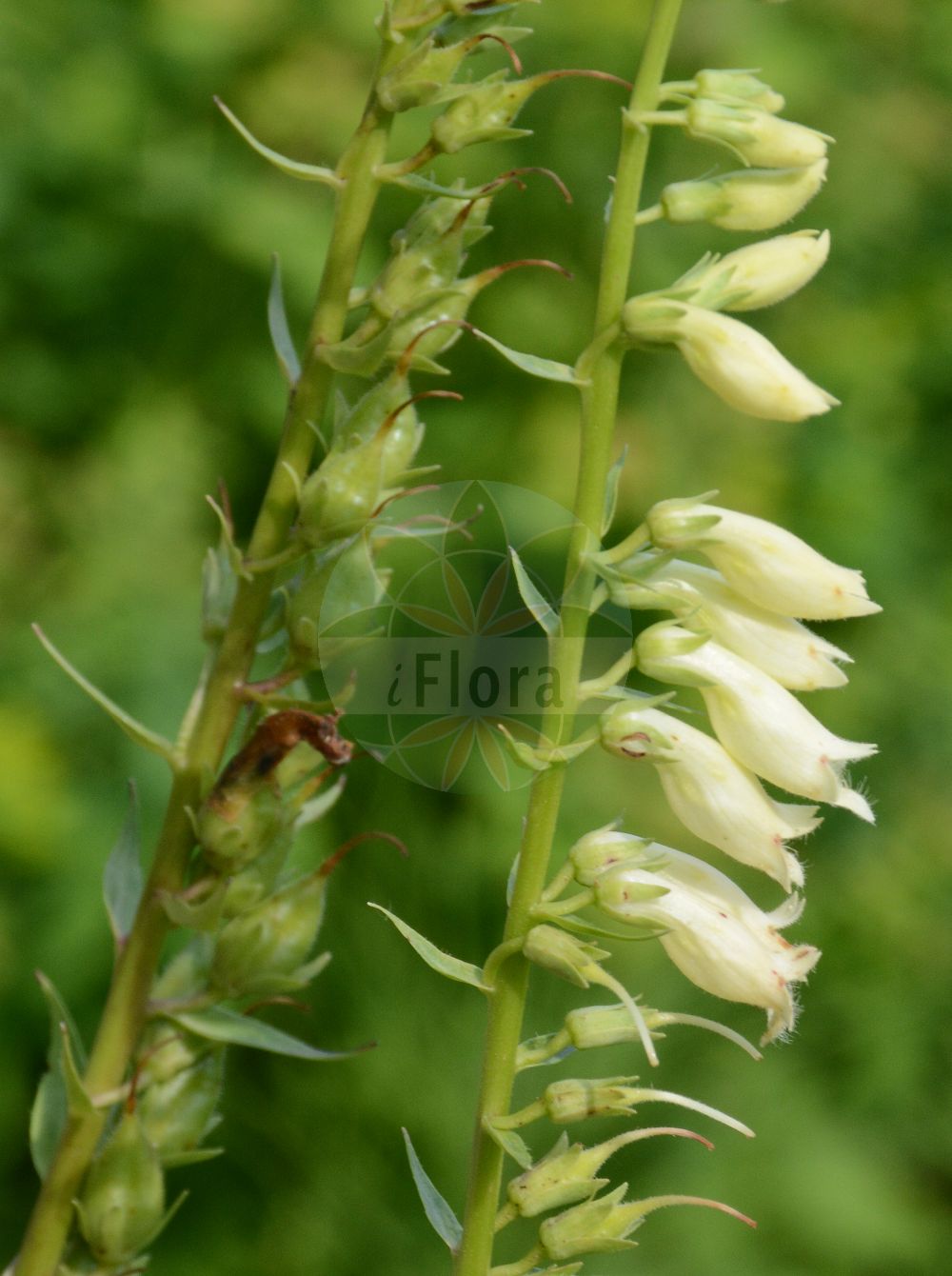 Foto von Digitalis lutea (Gelber Fingerhut - Straw Foxglove). Das Foto wurde in Berlin, Deutschland aufgenommen. ---- Photo of Digitalis lutea (Gelber Fingerhut - Straw Foxglove). The picture was taken in Berlin, Germany.(Digitalis lutea,Gelber Fingerhut,Straw Foxglove,Digitalis lutea,Gelber Fingerhut,Straw Foxglove,Small Yellow Foxglove,Yellow Foxglove,Digitalis,Fingerhut,Foxglove,Plantaginaceae,Wegerichgewächse,Plantain family)