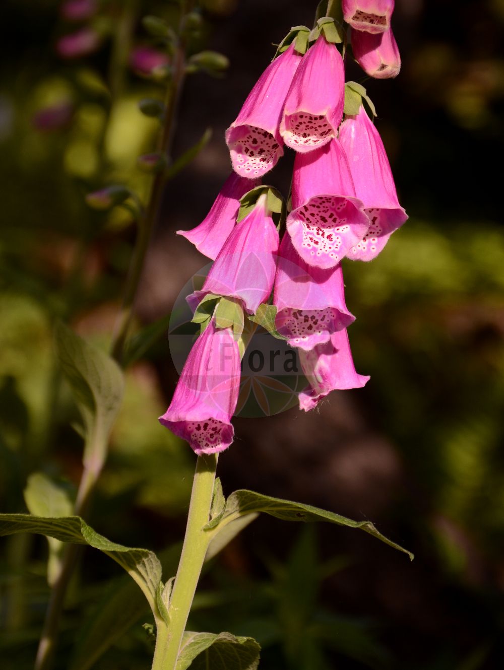 Foto von Digitalis purpurea (Roter Fingerhut - Foxglove). Das Foto wurde in Wien, Österreich aufgenommen. ---- Photo of Digitalis purpurea (Roter Fingerhut - Foxglove). The picture was taken in Vienna, Austria.(Digitalis purpurea,Roter Fingerhut,Foxglove,Digitalis minor,Digitalis purpurea,Digitalis purpurea var. tomentosa,Roter Fingerhut,Foxglove,Common Foxglove,Purple Foxglove,Digitalis,Fingerhut,Foxglove,Plantaginaceae,Wegerichgewächse,Plantain family)