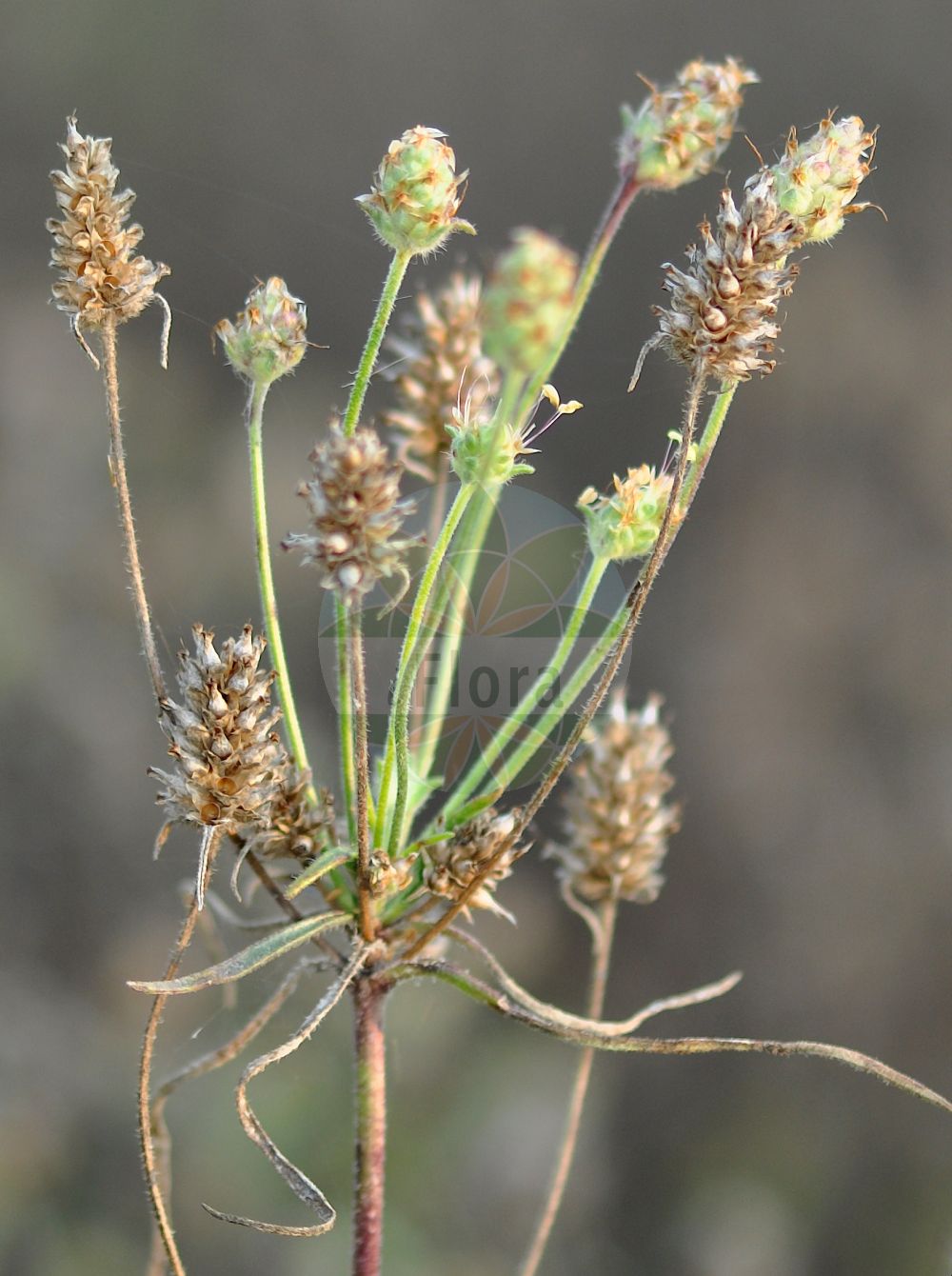 Foto von Plantago arenaria (Sand-Wegerich - Branched Plantain). Das Foto wurde in Berlin, Deutschland aufgenommen. ---- Photo of Plantago arenaria (Sand-Wegerich - Branched Plantain). The picture was taken in Berlin, Germany.(Plantago arenaria,Sand-Wegerich,Branched Plantain,Plantago arenaria,Plantago indica,Plantago ramosa,Plantago scabra,Plantago scabra Moench subsp.,Plantago stricta,Psyllium arenaria,Psyllium scabrum,Sand-Wegerich,Flohsamenkraut,Branched Plantain,Psyllium,Sand Plantain,Whorled Plantain,Plantago,Wegerich,Plantain,Plantaginaceae,Wegerichgewächse,Plantain family)