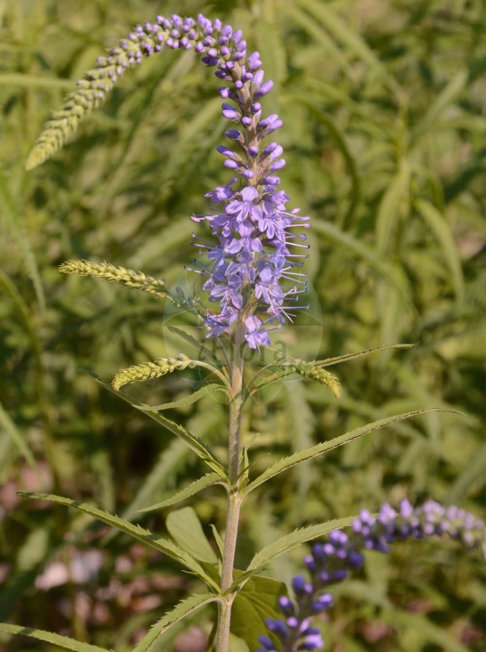 Foto von Veronica longifolia (Strand-Ehrenpreis - Whorly Speedwell). Das Foto wurde in Wien, Österreich aufgenommen. ---- Photo of Veronica longifolia (Strand-Ehrenpreis - Whorly Speedwell). The picture was taken in Vienna, Austria.(Veronica longifolia,Strand-Ehrenpreis,Whorly Speedwell,Pseudolysimachion longifolium,Pseudolysimachion maritimum,Veronica longifolia,Veronica septentrionalis,Veronica ticinensis,Veronica maritima,Strand-Ehrenpreis,Whorly Speedwell,Veronica,Ehrenpreis,Speedwell,Plantaginaceae,Wegerichgewächse,Plantain family)