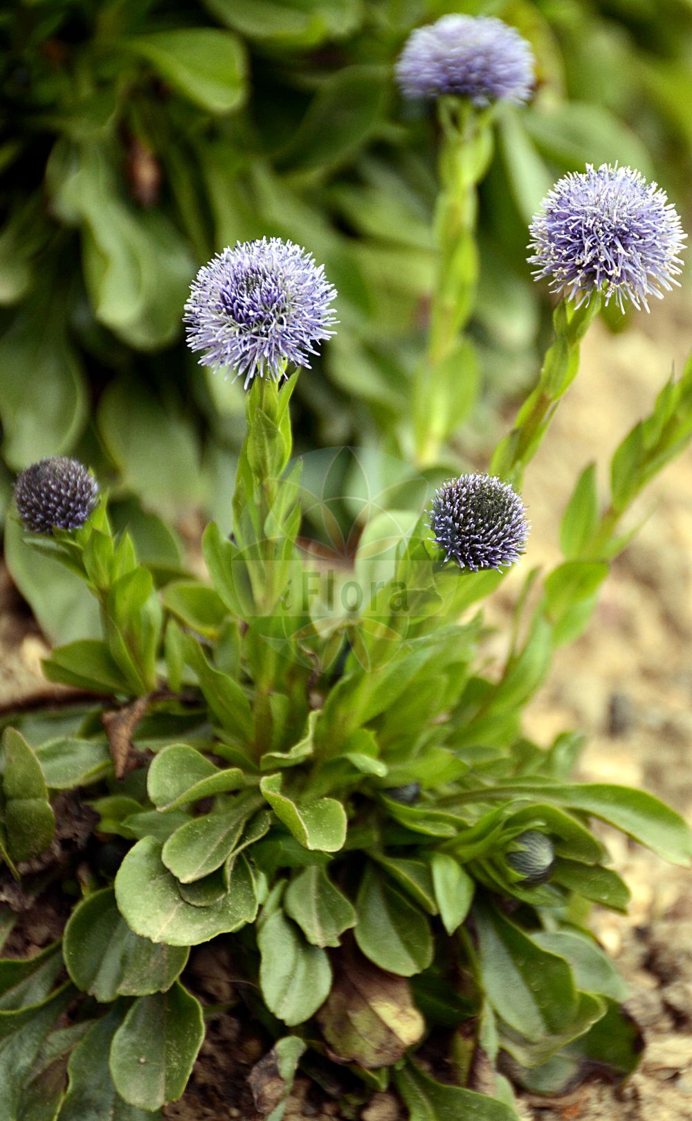 Foto von Globularia bisnagarica (Gewöhnliche Kugelblume - Blue Daisy). Das Foto wurde in Bonn, Nordrhein-Westfalen, Deutschland aufgenommen. ---- Photo of Globularia bisnagarica (Gewöhnliche Kugelblume - Blue Daisy). The picture was taken in Bonn, North Rhine-Westphalia, Germany.(Globularia bisnagarica,Gewöhnliche Kugelblume,Blue Daisy,Globularia bisnagarica,Globularia elongata,Globularia punctata,Globularia tenella,Globularia willkommii,Gewoehnliche Kugelblume,Hochstaengel-Kugelblume,Blue Daisy,Bone Flower,Common Globularia,Globe Flower,Globularia,Kugelblume,Globularias,Plantaginaceae,Wegerichgewächse,Plantain family)