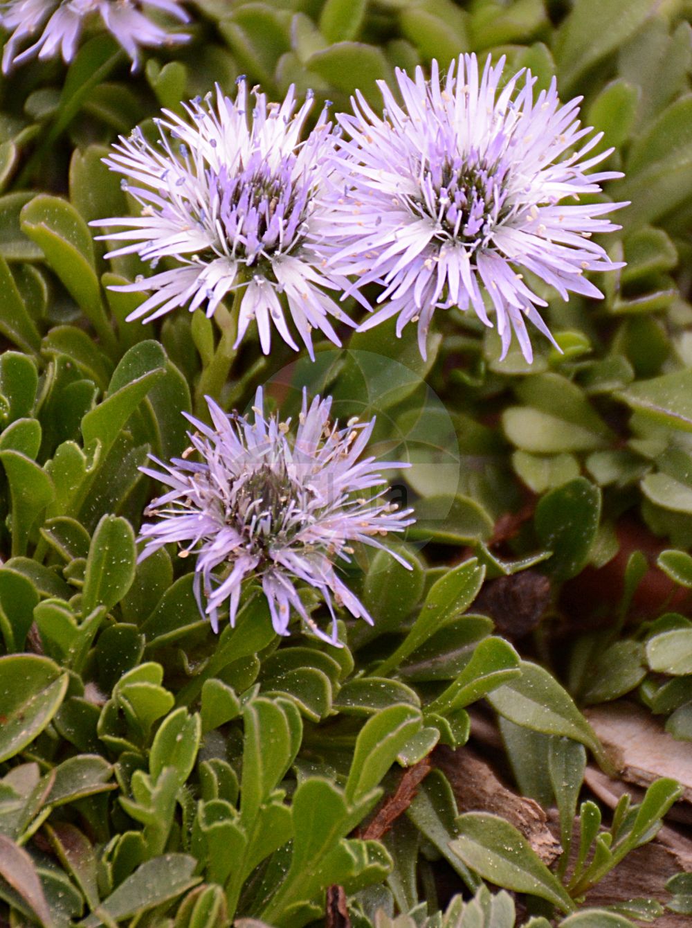 Foto von Globularia cordifolia (Herzblättrige Kugelblume - Heart-leaved Globe Daisy). Das Foto wurde in Bonn, Nordrhein-Westfalen, Deutschland aufgenommen. ---- Photo of Globularia cordifolia (Herzblättrige Kugelblume - Heart-leaved Globe Daisy). The picture was taken in Bonn, North Rhine-Westphalia, Germany.(Globularia cordifolia,Herzblättrige Kugelblume,Heart-leaved Globe Daisy,Globularia cordifolia,Globularia cordifolia L. subsp.,Herzblaettrige Kugelblume,Heart-leaved Globe Daisy,Heart-leaf Globe Daisy,Matted Globularia,Globularia,Kugelblume,Globularias,Plantaginaceae,Wegerichgewächse,Plantain family)