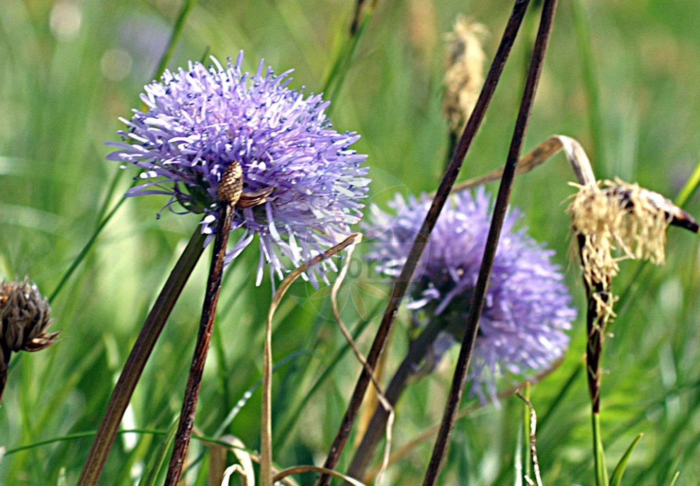 Foto von Globularia nudicaulis (Nacktstenglige Kugelblume - Leafless-stemmed Globularia). Das Foto wurde in Kleinwalsertal, Mittelberg, Vorarlberg, Österreich, Alpen aufgenommen. ---- Photo of Globularia nudicaulis (Nacktstenglige Kugelblume - Leafless-stemmed Globularia). The picture was taken in Kleinwalsertal, Mittelberg, Vorarlberg, Austria, Alps.(Globularia nudicaulis,Nacktstenglige Kugelblume,Leafless-stemmed Globularia,Globularia nudicaulis,Globularia nudicaulis L. subsp.,Nacktstenglige Kugelblume,Leafless-stemmed Globularia,Globularia,Kugelblume,Globularias,Plantaginaceae,Wegerichgewächse,Plantain family)