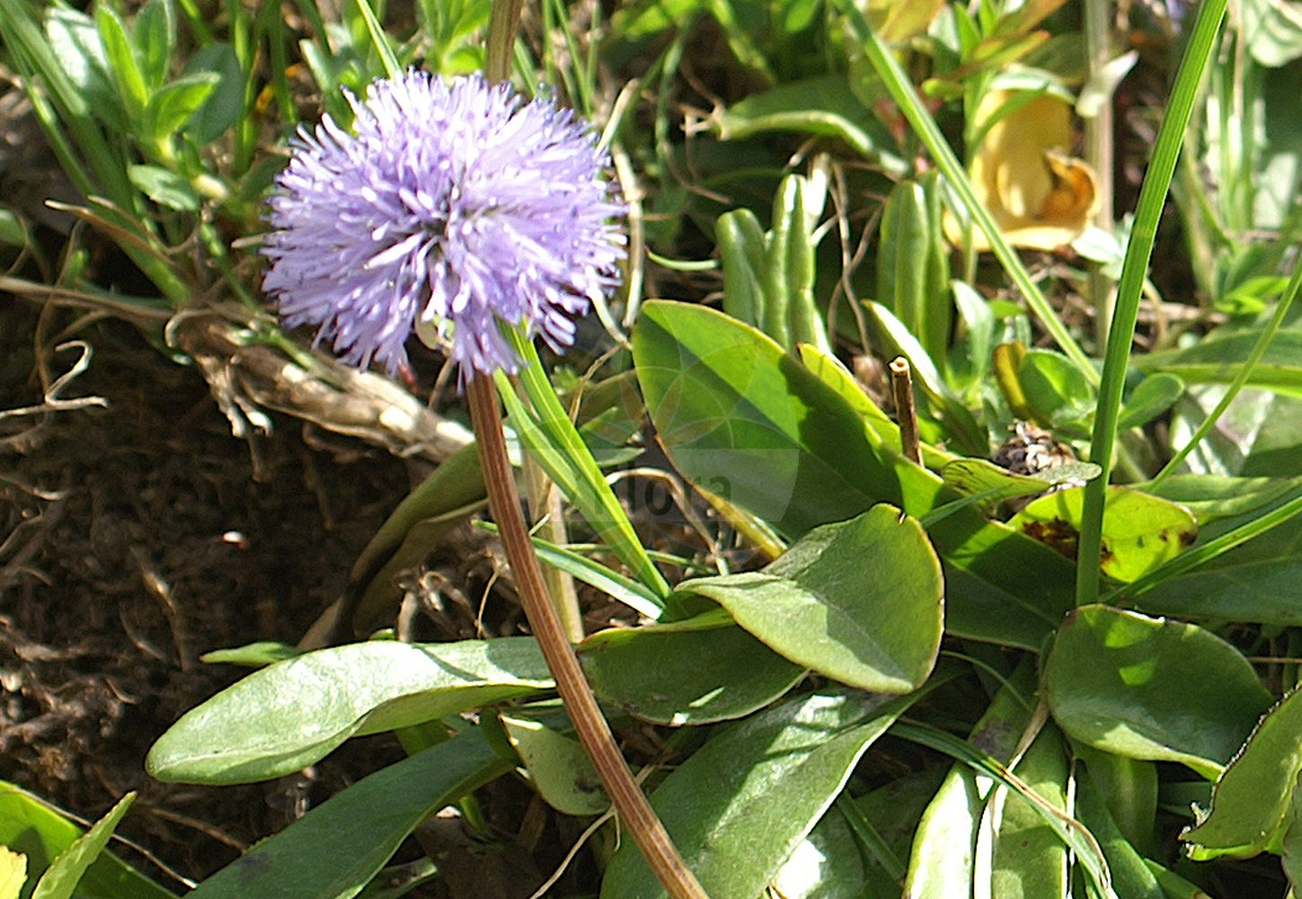 Foto von Globularia nudicaulis (Nacktstenglige Kugelblume - Leafless-stemmed Globularia). Das Foto wurde in Kleinwalsertal, Mittelberg, Vorarlberg, Österreich, Alpen aufgenommen. ---- Photo of Globularia nudicaulis (Nacktstenglige Kugelblume - Leafless-stemmed Globularia). The picture was taken in Kleinwalsertal, Mittelberg, Vorarlberg, Austria, Alps.(Globularia nudicaulis,Nacktstenglige Kugelblume,Leafless-stemmed Globularia,Globularia nudicaulis,Globularia nudicaulis L. subsp.,Nacktstenglige Kugelblume,Leafless-stemmed Globularia,Globularia,Kugelblume,Globularias,Plantaginaceae,Wegerichgewächse,Plantain family)