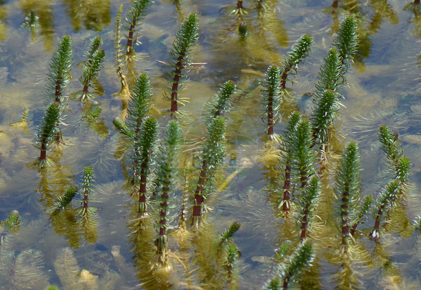 Foto von Hippuris vulgaris (Gewöhnlicher Tannenwedel - Mare's-tail). Das Foto wurde in Monte Bondeone, Provincia Autonoma di Trento, Italien, Alpen aufgenommen. ---- Photo of Hippuris vulgaris (Gewöhnlicher Tannenwedel - Mare's-tail). The picture was taken in Monte Bondeone, Provincia Autonoma di Trento, Italy, Alps.(Hippuris vulgaris,Gewöhnlicher Tannenwedel,Mare's-tail,Hippuris melanocarpa,Hippuris vulgaris,Gewoehnlicher Tannenwedel,Mare's-tail,Common Mare's-tail,Hippuris,Tannenwedel,Mare's-tail,Plantaginaceae,Wegerichgewächse,Plantain family)