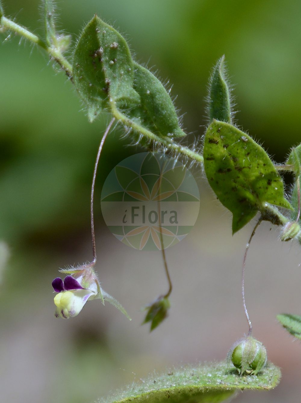 Foto von Kickxia elatine (Spießblättriges Tännelkraut - Sharp-leaved Fluellen). Das Foto wurde in Bremen, Deutschland aufgenommen. ---- Photo of Kickxia elatine (Spießblättriges Tännelkraut - Sharp-leaved Fluellen). The picture was taken in Bremen, Germany.(Kickxia elatine,Spießblättriges Tännelkraut,Sharp-leaved Fluellen,Antirrhinum elatine,Elatinoides elatine,Kickxia elatine,Linaria elatine,Linaria elatine (L.) Mill.,Spiessblaettriges Taennelkraut,Echtes Schlangenmaul,Pfeilblaettriges Leinkraut,Sharp-leaved Fluellen,Canker Root,Sharpleaf Cancerwort,Pointed Toadflax,Sharped-leaved Fluellen,Sharp-point Fluvellin,Kickxia,Tännelkraut,Cancerwort,Plantaginaceae,Wegerichgewächse,Plantain family)