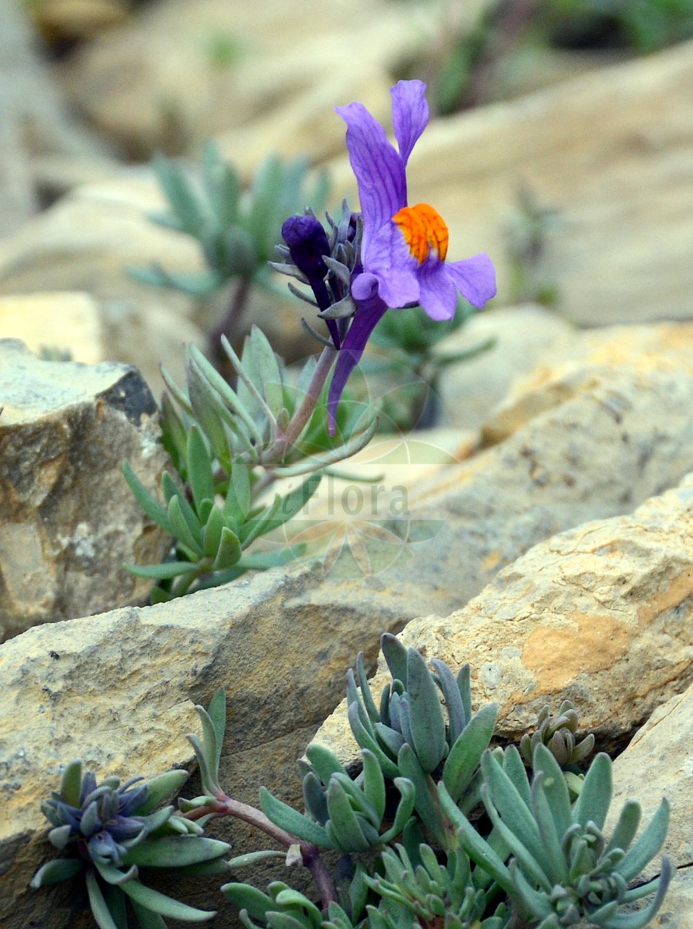 Foto von Linaria alpina (Alpen-Leinkraut - Alpine Toadflax). Das Foto wurde in Schynige Platte, Interlaken, Bern, Schweiz aufgenommen. ---- Photo of Linaria alpina (Alpen-Leinkraut - Alpine Toadflax). The picture was taken in Schynige Platte, Interlaken, Bern, Switzerland.(Linaria alpina,Alpen-Leinkraut,Alpine Toadflax,Antirrhinum alpinum,Linaria alpina,Alpen-Leinkraut,Alpine Toadflax,Linaria,Leinkraut,Toadflax,Plantaginaceae,Wegerichgewächse,Plantain family)