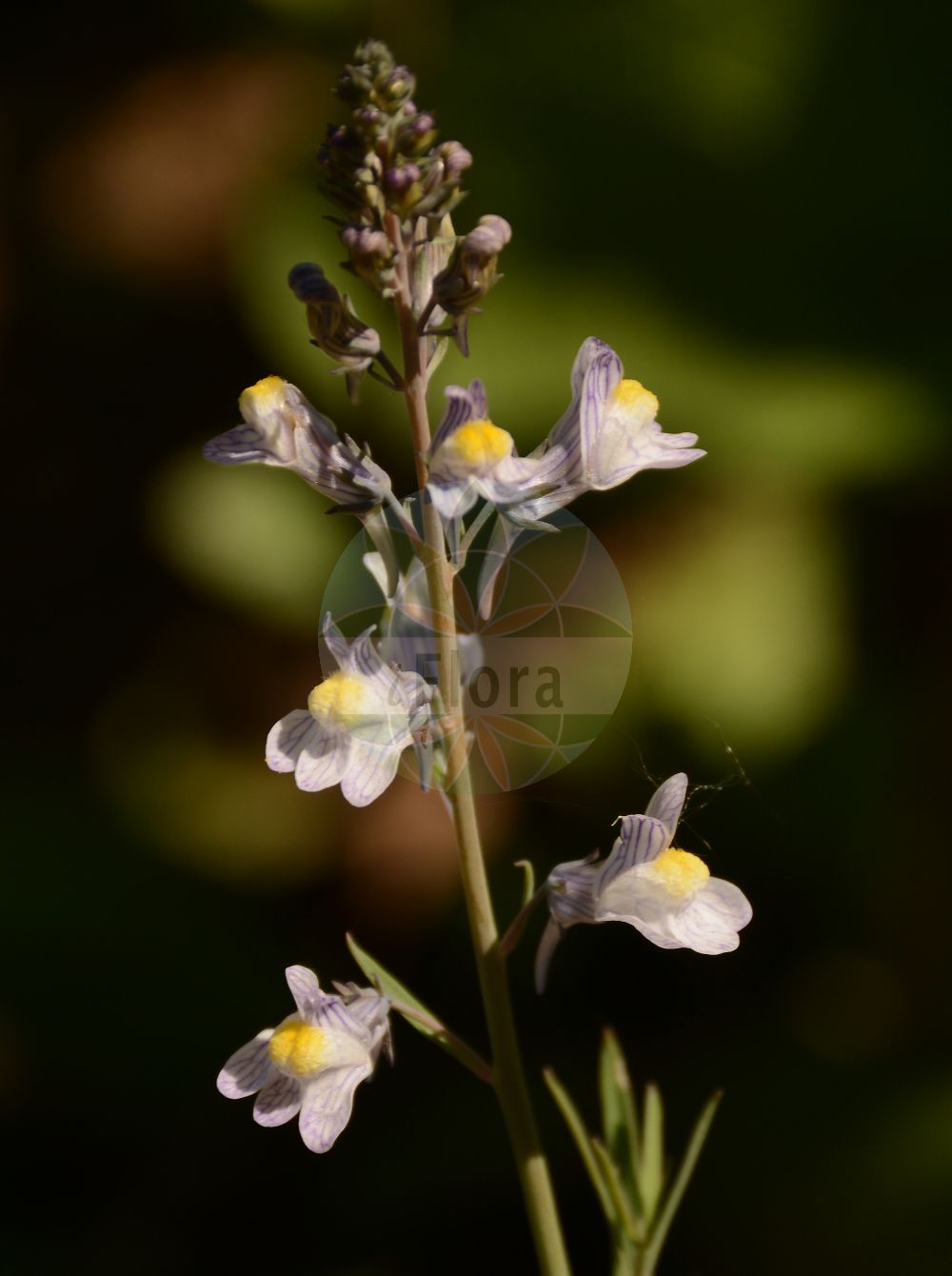 Foto von Linaria repens (Gestreiftes Leinkraut - Pale Toadflax). Das Foto wurde in Besancon, Bourgogne-Franche-Comté (Präfektur), Frankreich aufgenommen. ---- Photo of Linaria repens (Gestreiftes Leinkraut - Pale Toadflax). The picture was taken in Besançon, Bourgogne-Franche-Comté.(Linaria repens,Gestreiftes Leinkraut,Pale Toadflax,Antirrhinum repens,Linaria blanca,Linaria monspessulana,Linaria repens,Linaria striata DC. subsp.,Linaria striata,Gestreiftes Leinkraut,Streifen-Leinkraut,Pale Toadflax,Striped Toadflax,Linaria,Leinkraut,Toadflax,Plantaginaceae,Wegerichgewächse,Plantain family)