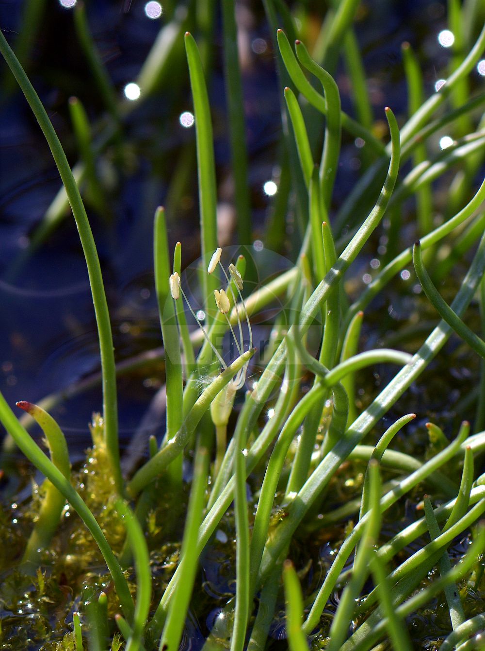 Foto von Plantago uniflora (Europäischer Strandling - Shoreweed). Das Foto wurde in Kiel, Schleswig-Holstein, Deutschland aufgenommen. ---- Photo of Plantago uniflora (Europäischer Strandling - Shoreweed). The picture was taken in Kiel, Schleswig-Holstein, Germany.(Plantago uniflora,Europäischer Strandling,Shoreweed,Littorella juncea,Littorella lacustris,Plantago uniflora,Littorella uniflora,Europaeischer Strandling,Strandling,Shoreweed,American Shoreweed,Plantago,Wegerich,Plantain,Plantaginaceae,Wegerichgewächse,Plantain family)