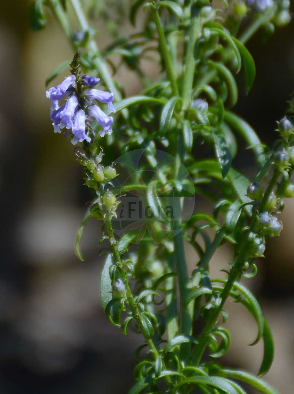 Foto von Anarrhinum bellidifolium (Massliebchenblättriger Lochschlund - Daisy-leaved Toadflax). Das Foto wurde in Bremen, Deutschland aufgenommen. ---- Photo of Anarrhinum bellidifolium (Massliebchenblättriger Lochschlund - Daisy-leaved Toadflax). The picture was taken in Bremen, Germany.(Anarrhinum bellidifolium,Massliebchenblättriger Lochschlund,Daisy-leaved Toadflax,Anarrhinum bellidifolium,Antirrhinum bellidifolium,Simbuleta bellidifolia,Massliebchenblaettriger Lochschlund,Daisy-leaved Toadflax,Lilac Snapdragon,Anarrhinum,Lochschlund,Toadflax,Plantaginaceae,Wegerichgewächse,Plantain family)