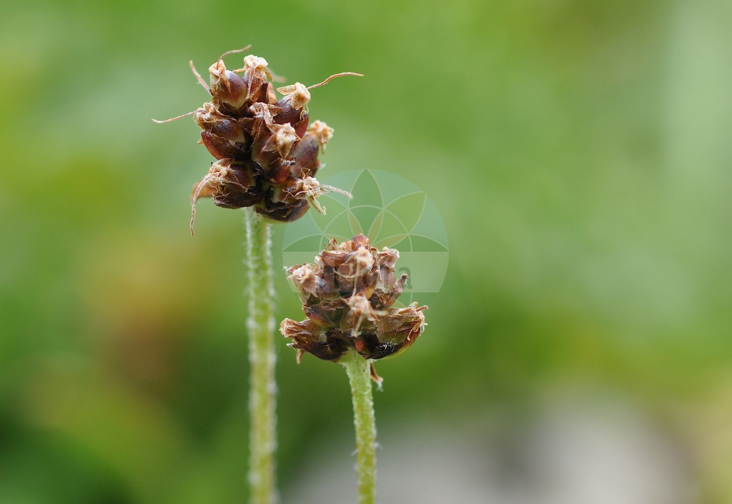 Foto von Plantago atrata (Berg-Wegerich - Dark Plantain). Das Foto wurde in Kleinwalsertal, Mittelberg, Vorarlberg, Österreich, Alpen aufgenommen. ---- Photo of Plantago atrata (Berg-Wegerich - Dark Plantain). The picture was taken in Kleinwalsertal, Mittelberg, Vorarlberg, Austria, Alps.(Plantago atrata,Berg-Wegerich,Dark Plantain,Plantago atrata,Plantago montana,Plantago saxatilis,Berg-Wegerich,Dark Plantain,Plantago,Wegerich,Plantain,Plantaginaceae,Wegerichgewächse,Plantain family)