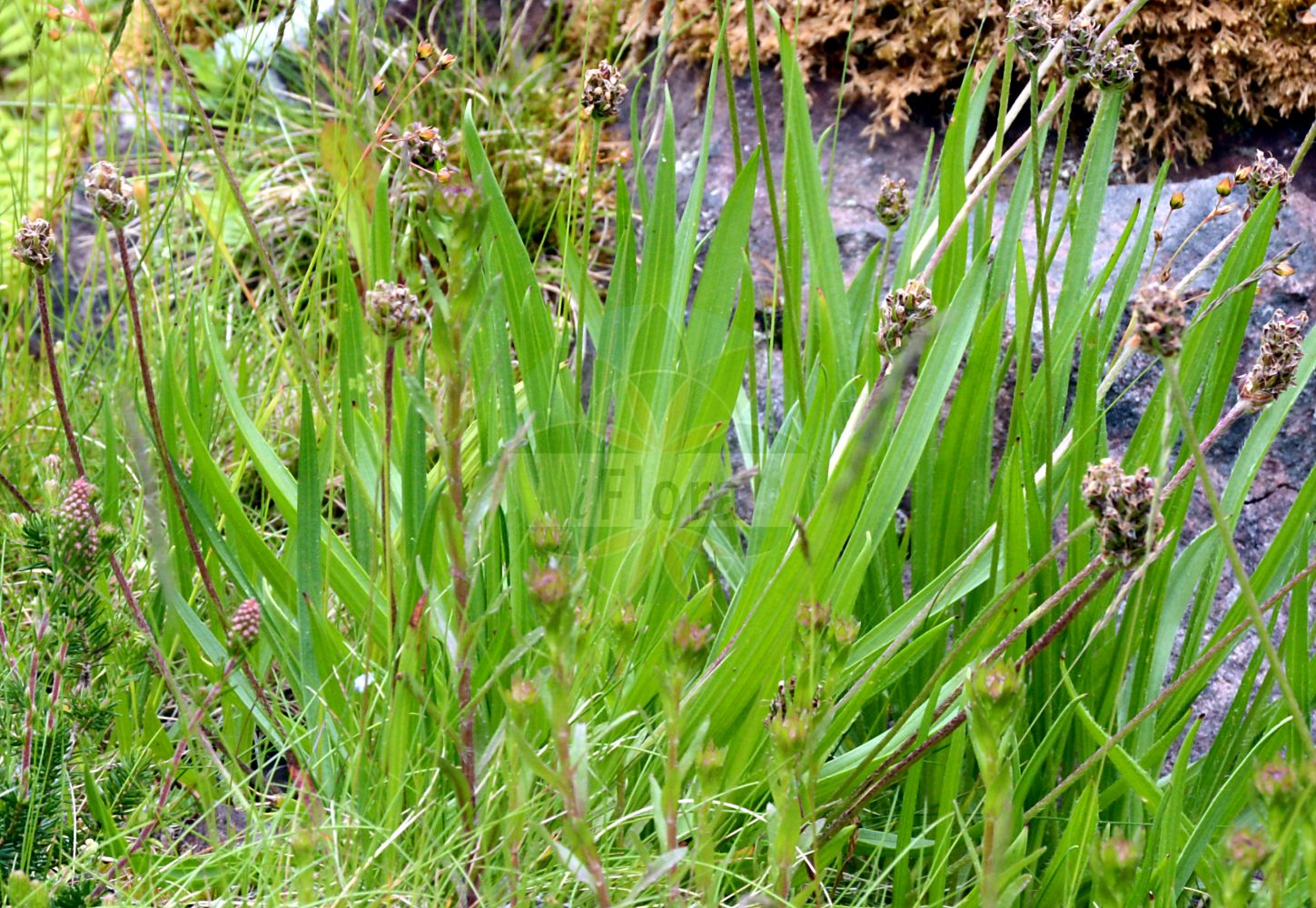 Foto von Plantago atrata (Berg-Wegerich - Dark Plantain). Das Foto wurde in Oberhof, Thüringen, Deutschland aufgenommen. ---- Photo of Plantago atrata (Berg-Wegerich - Dark Plantain). The picture was taken in Oberhof, Thuringia, Germany.(Plantago atrata,Berg-Wegerich,Dark Plantain,Plantago atrata,Plantago montana,Plantago saxatilis,Berg-Wegerich,Dark Plantain,Plantago,Wegerich,Plantain,Plantaginaceae,Wegerichgewächse,Plantain family)