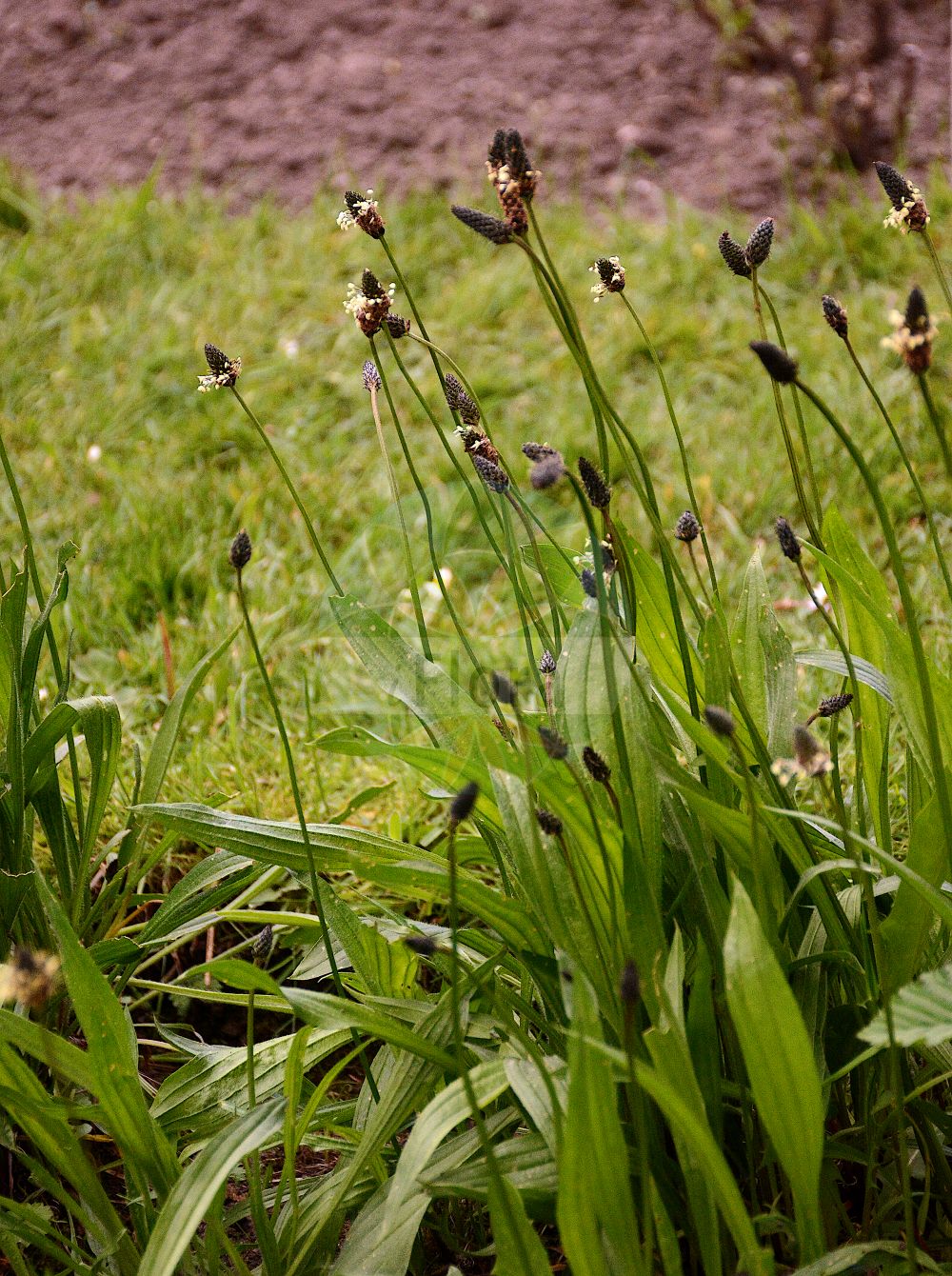 Foto von Plantago lanceolata (Spitz-Wegerich - Ribwort Plantain). Das Foto wurde in Bonn, Nordrhein-Westfalen, Deutschland aufgenommen. ---- Photo of Plantago lanceolata (Spitz-Wegerich - Ribwort Plantain). The picture was taken in Bonn, North Rhine-Westphalia, Germany.(Plantago lanceolata,Spitz-Wegerich,Ribwort Plantain,Plantago azorica,Plantago capitata,Plantago dubia,Plantago eriophora,Plantago glabriflora,Plantago glareosa,Plantago hungarica,Plantago lanceolata,Plantago lanuginosa,Plantago mediterranea,Plantago sphaerostachya,Spitz-Wegerich,Heil-Wegerich,Ribwort Plantain,Buckhorn Plantain,Narrowleaf Plantain,Narrow-leaved Plantain,Plantago,Wegerich,Plantain,Plantaginaceae,Wegerichgewächse,Plantain family)