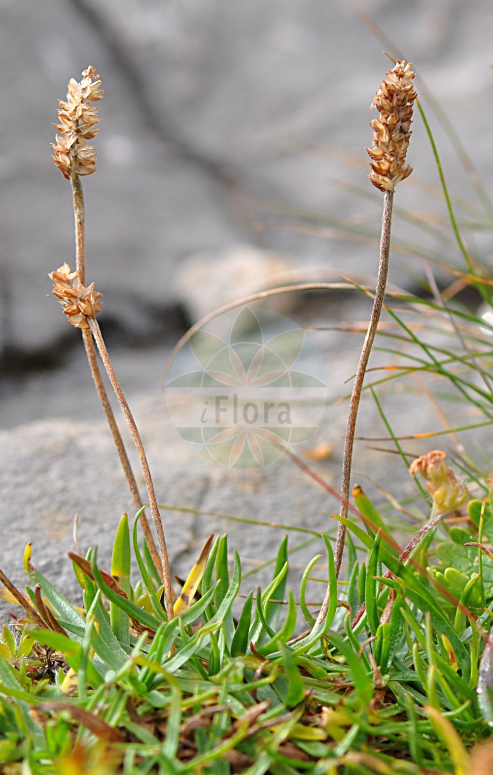 Foto von Plantago alpina (Alpen-Wegerich - Alpine Plantain). Das Foto wurde in Kleinwalsertal, Mittelberg, Vorarlberg, Österreich, Alpen aufgenommen. ---- Photo of Plantago alpina (Alpen-Wegerich - Alpine Plantain). The picture was taken in Kleinwalsertal, Mittelberg, Vorarlberg, Austria, Alps.(Plantago alpina,Alpen-Wegerich,Alpine Plantain,Plantago alpina,Plantago penyalarensis,Alpen-Wegerich,Adelgras,Ritz,Ruetz,Alpine Plantain,Plantago,Wegerich,Plantain,Plantaginaceae,Wegerichgewächse,Plantain family)