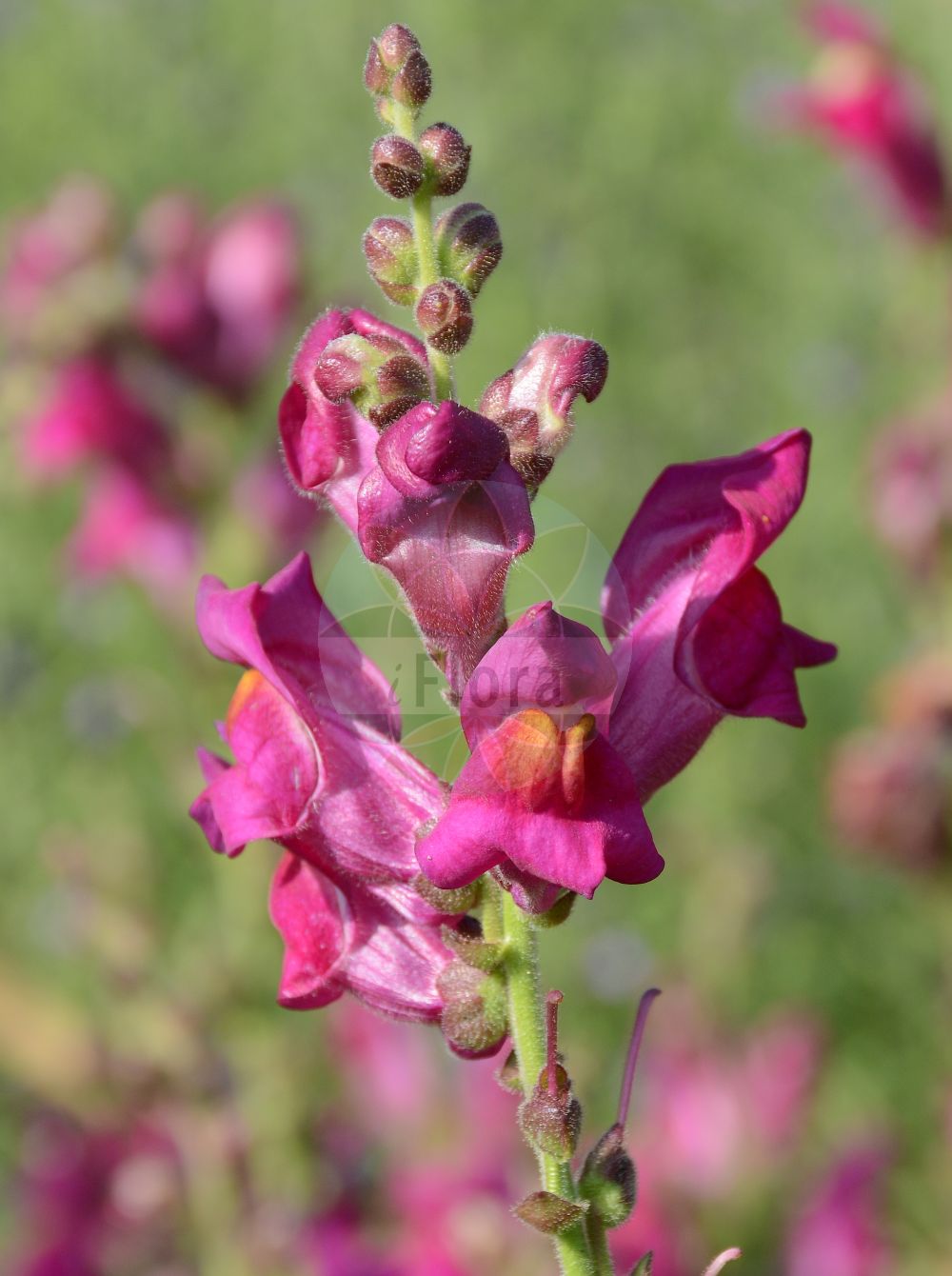 Foto von Antirrhinum majus (Garten-Löwenmaul - Snapdragon). Das Foto wurde in Dresden, Sachsen, Deutschland aufgenommen. ---- Photo of Antirrhinum majus (Garten-Löwenmaul - Snapdragon). The picture was taken in Dresden, Sachsen, Germany.(Antirrhinum majus,Garten-Löwenmaul,Snapdragon,Antirrhinum majus,Antirrhinum majus L. var.,Antirrhinum majus var. striatum,Garten-Loewenmaul,Snapdragon,Dragon's-mouth,Garden Snapdragon,Great Snapdragon,Antirrhinum,Löwenmaul,Snapdragon,Plantaginaceae,Wegerichgewächse,Plantain family)