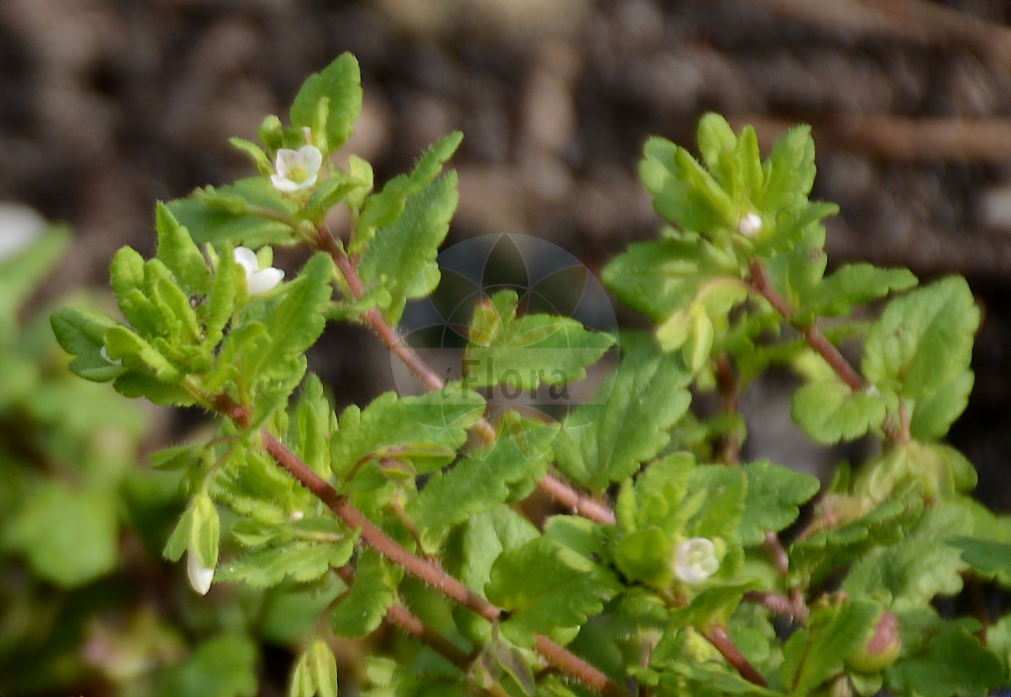 Foto von Veronica agrestis (Acker-Ehrenpreis - Green Field-speedwell). Das Foto wurde in Bremen, Deutschland aufgenommen. ---- Photo of Veronica agrestis (Acker-Ehrenpreis - Green Field-speedwell). The picture was taken in Bremen, Germany.(Veronica agrestis,Acker-Ehrenpreis,Green Field-speedwell,Veronica agrestis,Veronica agrestis subsp. typica,Acker-Ehrenpreis,Green Field-speedwell,Field Speedwell,Procumbent Speedwell,Veronica,Ehrenpreis,Speedwell,Plantaginaceae,Wegerichgewächse,Plantain family)