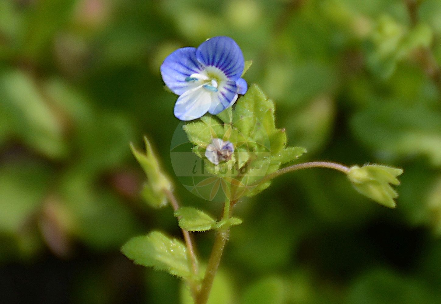 Foto von Veronica agrestis (Acker-Ehrenpreis - Green Field-speedwell). Das Foto wurde in Bremen, Deutschland aufgenommen. ---- Photo of Veronica agrestis (Acker-Ehrenpreis - Green Field-speedwell). The picture was taken in Bremen, Germany.(Veronica agrestis,Acker-Ehrenpreis,Green Field-speedwell,Veronica agrestis,Veronica agrestis subsp. typica,Acker-Ehrenpreis,Green Field-speedwell,Field Speedwell,Procumbent Speedwell,Veronica,Ehrenpreis,Speedwell,Plantaginaceae,Wegerichgewächse,Plantain family)