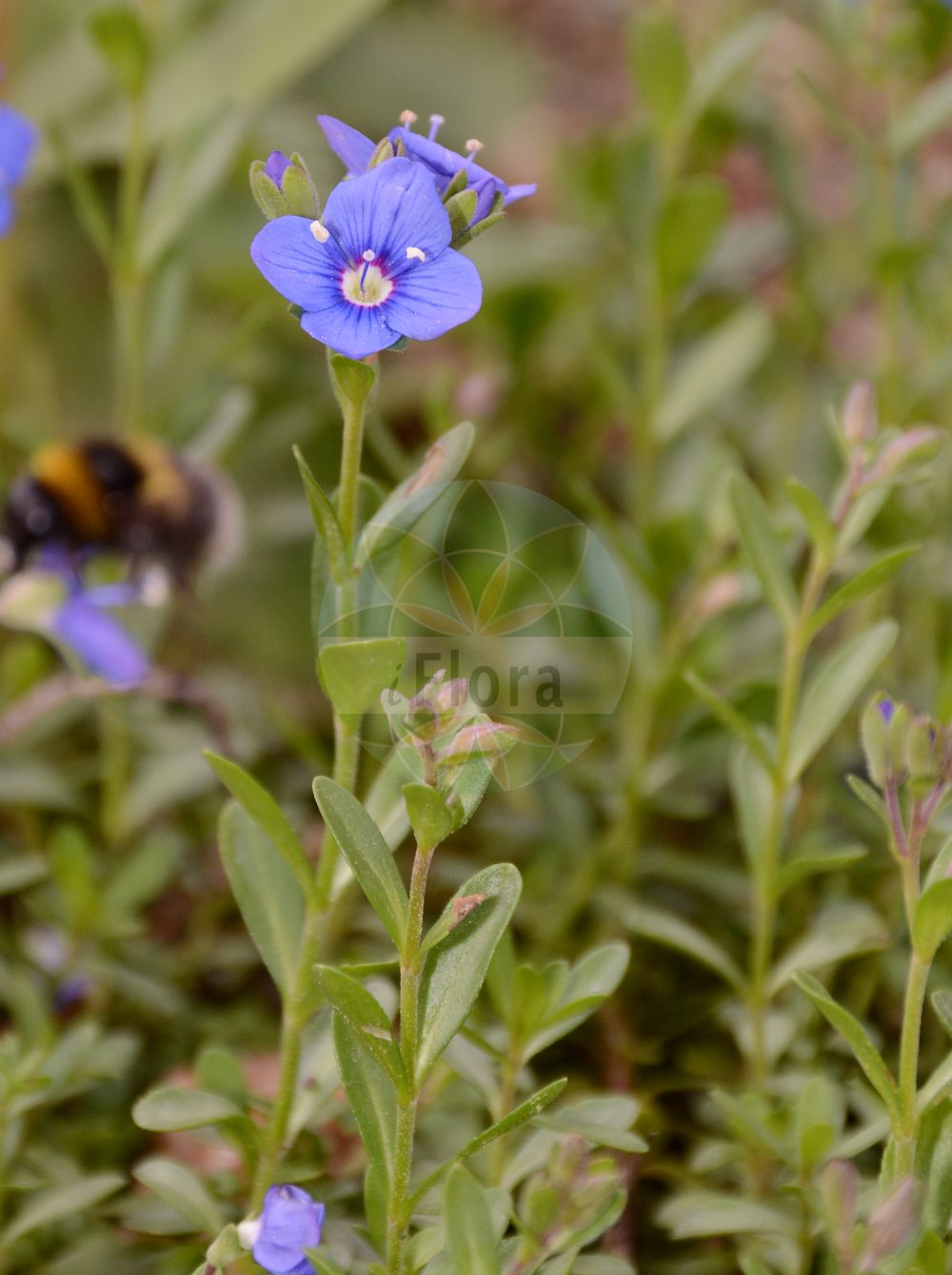 Foto von Veronica alpina (Alpen-Ehrenpreis - Alpine Speedwell). Das Foto wurde in München, Bayern, Deutschland aufgenommen. ---- Photo of Veronica alpina (Alpen-Ehrenpreis - Alpine Speedwell). The picture was taken in Munich, Bavaria, Germany.(Veronica alpina,Alpen-Ehrenpreis,Alpine Speedwell,Veronica alpina,Veronica alpina L. subsp.,Alpen-Ehrenpreis,Suedlicher Alpen-Ehrenpreis,Alpine Speedwell,Veronica,Ehrenpreis,Speedwell,Plantaginaceae,Wegerichgewächse,Plantain family)