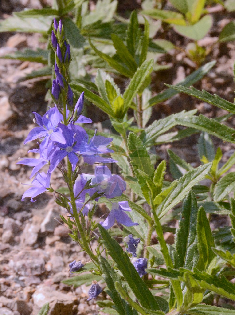 Foto von Veronica austriaca (Österreichischer Ehrenpreis - Large Speedwell). Das Foto wurde in Wien, Österreich aufgenommen. ---- Photo of Veronica austriaca (Österreichischer Ehrenpreis - Large Speedwell). The picture was taken in Vienna, Austria.(Veronica austriaca,Österreichischer Ehrenpreis,Large Speedwell,Veronica latifolia,Veronica maxima,Veronica austriaca,Österreichischer Ehrenpreis,Large Speedwell,Austrian Speedwell,European Speedwell,Veronica,Ehrenpreis,Speedwell,Plantaginaceae,Wegerichgewächse,Plantain family)