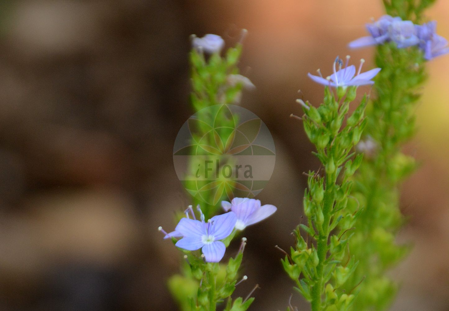 Foto von Veronica austriaca subsp. jacquinii (Jaquin-Ehrenpreis - Jacquin's Speedwell). Das Foto wurde in Besancon, Bourgogne-Franche-Comté (Präfektur), Frankreich aufgenommen. ---- Photo of Veronica austriaca subsp. jacquinii (Jaquin-Ehrenpreis - Jacquin's Speedwell). The picture was taken in Besançon, Bourgogne-Franche-Comté.(Veronica austriaca subsp. jacquinii,Jaquin-Ehrenpreis,Jacquin's Speedwell,Veronica jacquinii,Jaquin-Ehrenpreis,Jacquin's Speedwell,Veronica,Ehrenpreis,Speedwell,Plantaginaceae,Wegerichgewächse,Plantain family)