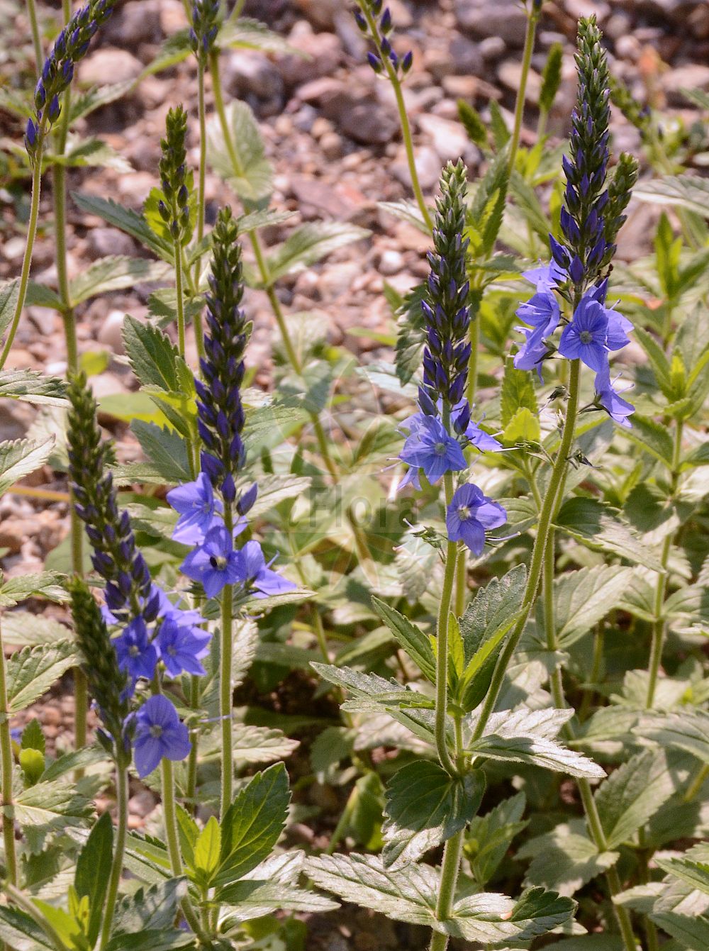 Foto von Veronica austriaca subsp. teucrium (Großer Ehrenpreis - Germander-leaved Speedwell). Das Foto wurde in Wien, Österreich aufgenommen. ---- Photo of Veronica austriaca subsp. teucrium (Großer Ehrenpreis - Germander-leaved Speedwell). The picture was taken in Vienna, Austria.(Veronica austriaca subsp. teucrium,Großer Ehrenpreis,Germander-leaved Speedwell,Veronica teucrium subsp. pseudochamaedrys,Grosser Ehrenpreis,Germander-leaved Speedwell,Broadleaf Speedwell,Large Speedwell,Veronica,Ehrenpreis,Speedwell,Plantaginaceae,Wegerichgewächse,Plantain family)