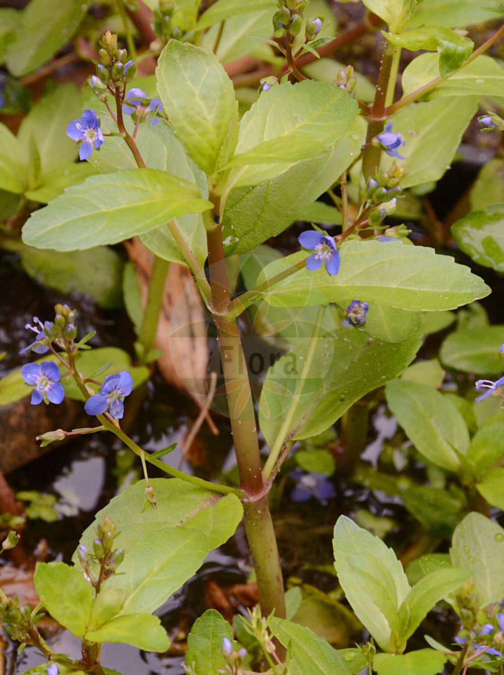 Foto von Veronica beccabunga (Bachbungen-Ehrenpreis - Brooklime). Das Foto wurde in Oldenburg, Niedersachsen, Deutschland aufgenommen. ---- Photo of Veronica beccabunga (Bachbungen-Ehrenpreis - Brooklime). The picture was taken in Oldenburg, Lower Saxony, Germany.(Veronica beccabunga,Bachbungen-Ehrenpreis,Brooklime,Veronica beccabunga,Bachbungen-Ehrenpreis,Bach-Ehrenpreis,Brooklime,European Speedwell,Cow Cress,Veronica,Ehrenpreis,Speedwell,Plantaginaceae,Wegerichgewächse,Plantain family)