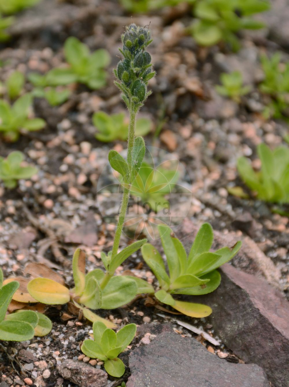 Foto von Veronica bellidioides (Gänseblümchen-Ehrenpreis - Violet Speedwell). Das Foto wurde in Oberhof, Thüringen, Deutschland aufgenommen. ---- Photo of Veronica bellidioides (Gänseblümchen-Ehrenpreis - Violet Speedwell). The picture was taken in Oberhof, Thuringia, Germany.(Veronica bellidioides,Gänseblümchen-Ehrenpreis,Violet Speedwell,Veronica bellidioides,Gaensebluemchen-Ehrenpreis,Rosetten-Ehrenpreis,Violet Speedwell,Veronica,Ehrenpreis,Speedwell,Plantaginaceae,Wegerichgewächse,Plantain family)