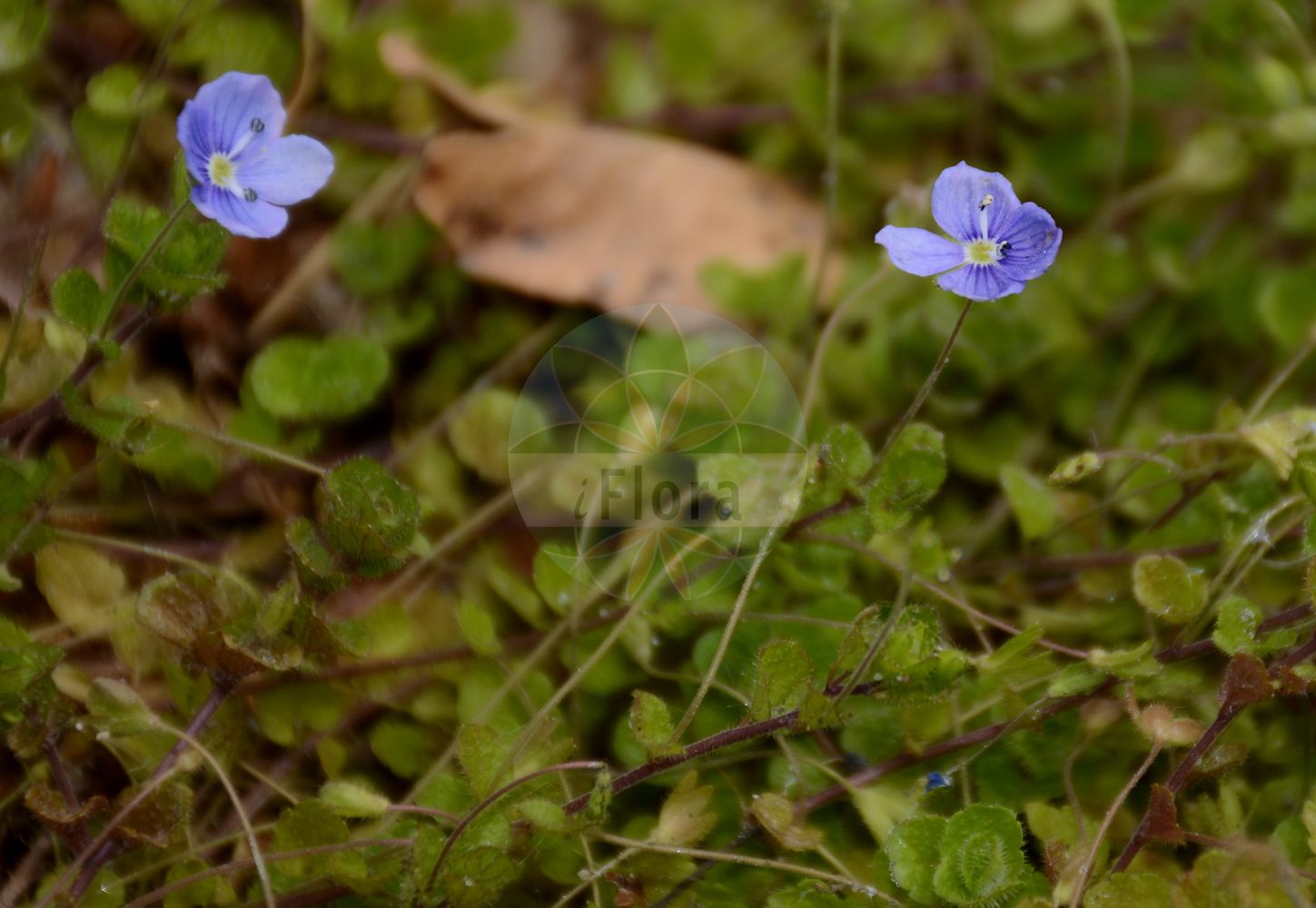 Foto von Veronica filiformis (Faden-Ehrenpreis - Slender Speedwell). Das Foto wurde in Lyon, Auvergne-Rhône-Alpes, Frankreich aufgenommen. ---- Photo of Veronica filiformis (Faden-Ehrenpreis - Slender Speedwell). The picture was taken in Lyon, Auvergne-Rhône-Alpes, France.(Veronica filiformis,Faden-Ehrenpreis,Slender Speedwell,Veronica filiformis,Vaccinium corymbosum,Viburnum tinus,Faden-Ehrenpreis,Slender Speedwell,Creeping Speedwell,Threadstalk Speedwell,Veronica,Ehrenpreis,Speedwell,Plantaginaceae,Wegerichgewächse,Plantain family)