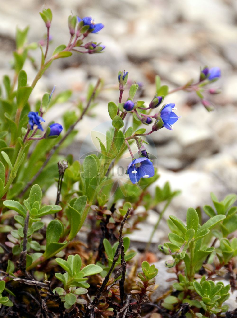 Foto von Veronica fruticans (Felsen-Ehrenpreis - Rock Speedwell). Das Foto wurde in Oberhof, Thüringen, Deutschland aufgenommen. ---- Photo of Veronica fruticans (Felsen-Ehrenpreis - Rock Speedwell). The picture was taken in Oberhof, Thuringia, Germany.(Veronica fruticans,Felsen-Ehrenpreis,Rock Speedwell,Petrodora fruticans,Veronica fruticans,Veronica saxatilis,Felsen-Ehrenpreis,Rock Speedwell,Woodystem Speedwell,Veronica,Ehrenpreis,Speedwell,Plantaginaceae,Wegerichgewächse,Plantain family)