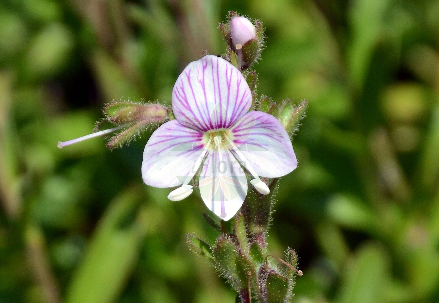 Foto von Veronica fruticulosa (Halbstrauch-Ehrenpreis - Shrubby Speedwell). Das Foto wurde in La Rambertina, Waadt, Schweiz aufgenommen. ---- Photo of Veronica fruticulosa (Halbstrauch-Ehrenpreis - Shrubby Speedwell). The picture was taken in La Rambertina, Vaud, Switzerland.(Veronica fruticulosa,Halbstrauch-Ehrenpreis,Shrubby Speedwell,Veronica fruticulosa,Veronica fruticulosa L. subsp.,Halbstrauch-Ehrenpreis,Shrubby Speedwell,Veronica,Ehrenpreis,Speedwell,Plantaginaceae,Wegerichgewächse,Plantain family)