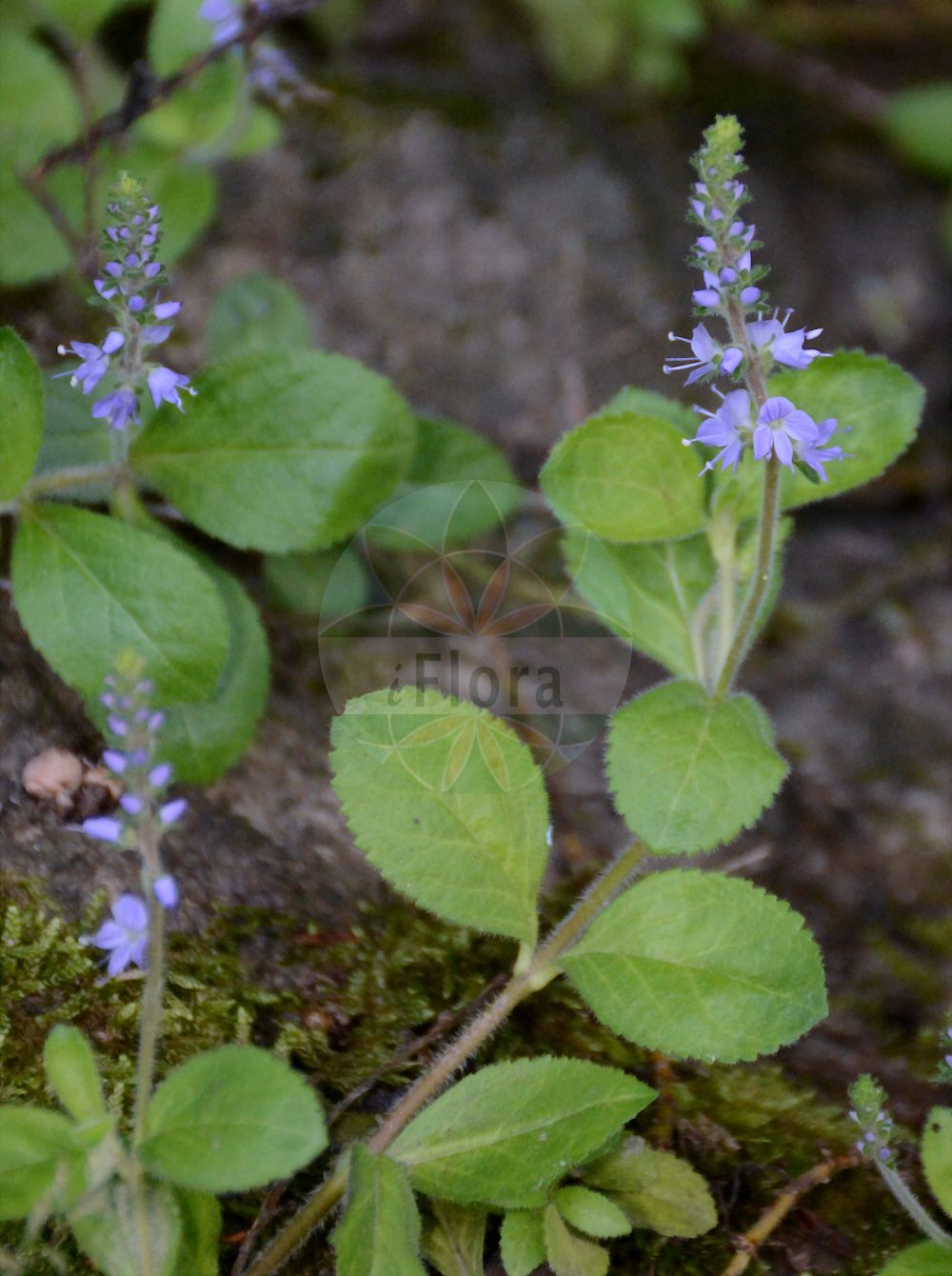 Foto von Veronica officinalis (Wald-Ehrenpreis - Heath Speedwell). Das Foto wurde in Linz, Oberösterreich, Österreich aufgenommen. ---- Photo of Veronica officinalis (Wald-Ehrenpreis - Heath Speedwell). The picture was taken in Linz, Upper Austria, Austria.(Veronica officinalis,Wald-Ehrenpreis,Heath Speedwell,Veronica officinalis,Wald-Ehrenpreis,Heath Speedwell,Common Speedwell,Common Gypsyweed,Veronica,Ehrenpreis,Speedwell,Plantaginaceae,Wegerichgewächse,Plantain family)