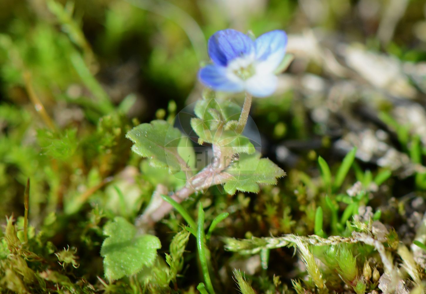 Foto von Veronica polita (Glänzender Ehrenpreis - Grey Field-speedwell). Das Foto wurde in Hessen, Deutschland, Oberrheinisches Tiefland und Rhein-Main-Ebene, Untermainebene aufgenommen. ---- Photo of Veronica polita (Glänzender Ehrenpreis - Grey Field-speedwell). The picture was taken in Hesse, Germany, Oberrheinisches Tiefland and Rhein-Main-Ebene, Untermainebene.(Veronica polita,Glänzender Ehrenpreis,Grey Field-speedwell,Veronica polita,Glaenzender Ehrenpreis,Grey Field-speedwell,Gray Field Speedwell,Wayside Speedwell,Grey Speedwell,Veronica,Ehrenpreis,Speedwell,Plantaginaceae,Wegerichgewächse,Plantain family)