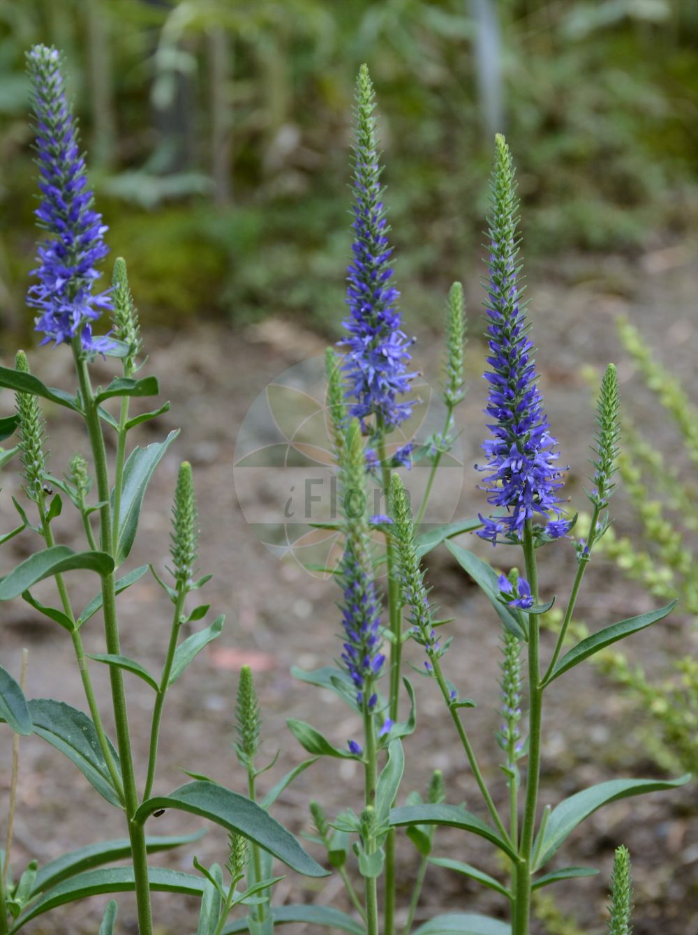 Foto von Veronica spicata (Ähriger Ehrenpreis - Spiked Speedwell). Das Foto wurde in Dresden, Sachsen, Deutschland aufgenommen. ---- Photo of Veronica spicata (Ähriger Ehrenpreis - Spiked Speedwell). The picture was taken in Dresden, Sachsen, Germany.(Veronica spicata,Ähriger Ehrenpreis,Spiked Speedwell,Pseudolysimachion spicatum,Veronica borysthenica,Veronica spicata,Ähriger Ehrenpreis,Heide-Ehrenpreis,Spiked Speedwell,Veronica,Ehrenpreis,Speedwell,Plantaginaceae,Wegerichgewächse,Plantain family)