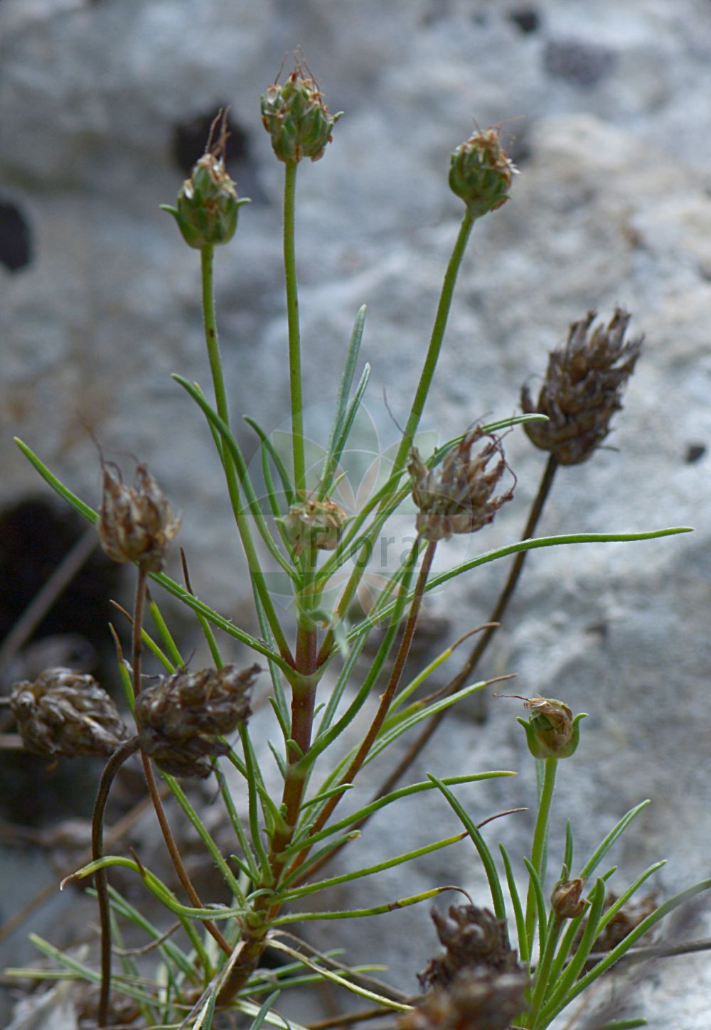 Foto von Plantago sempervirens. Das Foto wurde in Genève, Schweiz aufgenommen. ---- Photo of Plantago sempervirens. The picture was taken in Geneva, Switzerland.(Plantago sempervirens,Plantago cynops,Plantago repens,Plantago sempervirens,Plantago sempervirens Crantz subsp.,Plantago suffruticosa,Psyllium sempervirens,Plantago,Wegerich,Plantain,Plantaginaceae,Wegerichgewächse,Plantain family)