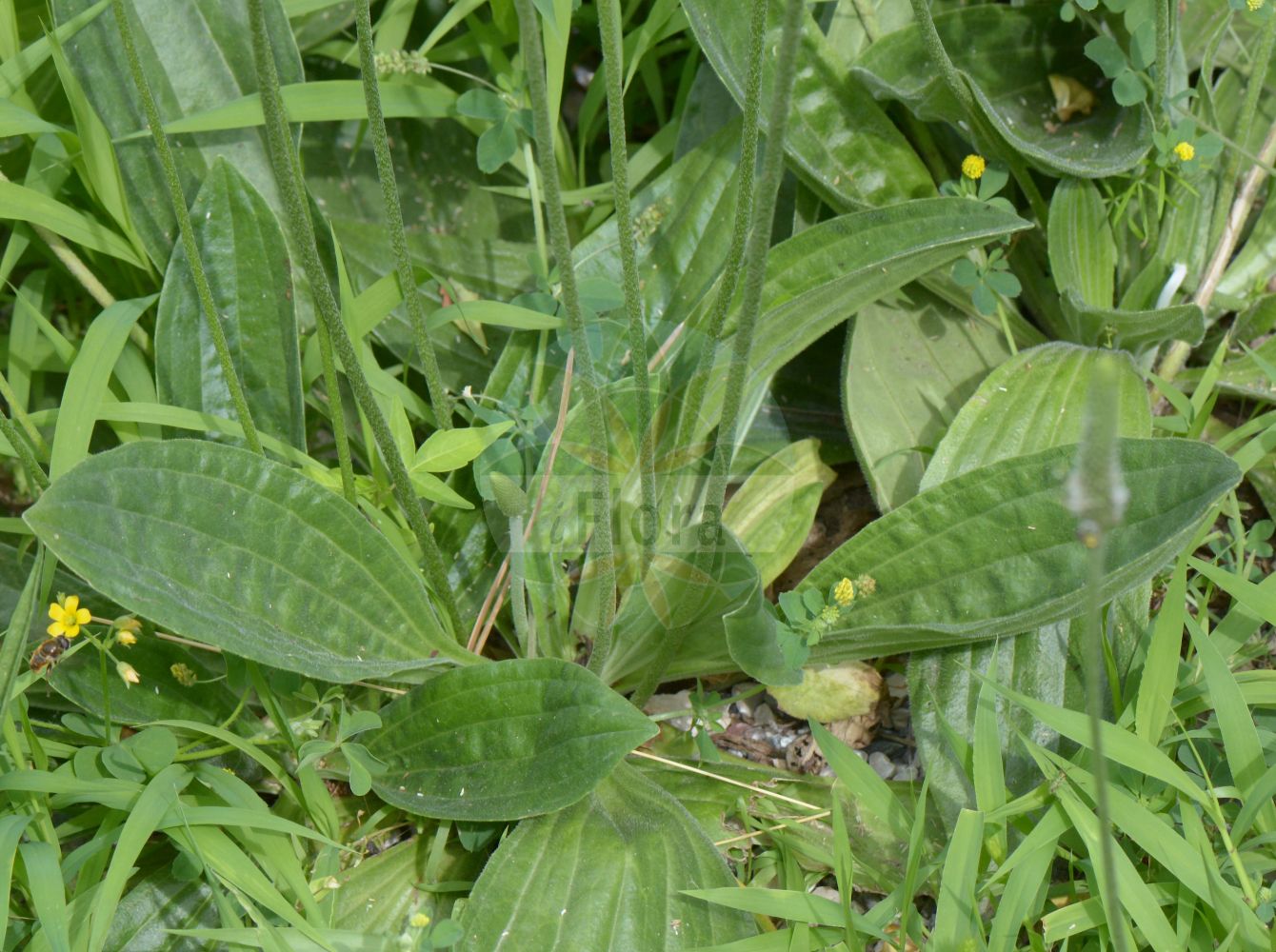 Foto von Plantago major subsp. major (Breit-Wegerich - Broadleaf Plantain). Das Foto wurde in Trieste, Friuli-Venezia Giulia, Italien aufgenommen. ---- Photo of Plantago major subsp. major (Breit-Wegerich - Broadleaf Plantain). The picture was taken in Trieste, Friuli-Venezia Giulia, Italy.(Plantago major subsp. major,Breit-Wegerich,Broadleaf Plantain,Plantago major subsp. vulgaris,Breit-Wegerich,Broadleaf Plantain,Common Plantain,Greater Plantain,Large Plantain,Rat's-tail Plantain,Ripple-seed,Plantago,Wegerich,Plantain,Plantaginaceae,Wegerichgewächse,Plantain family)